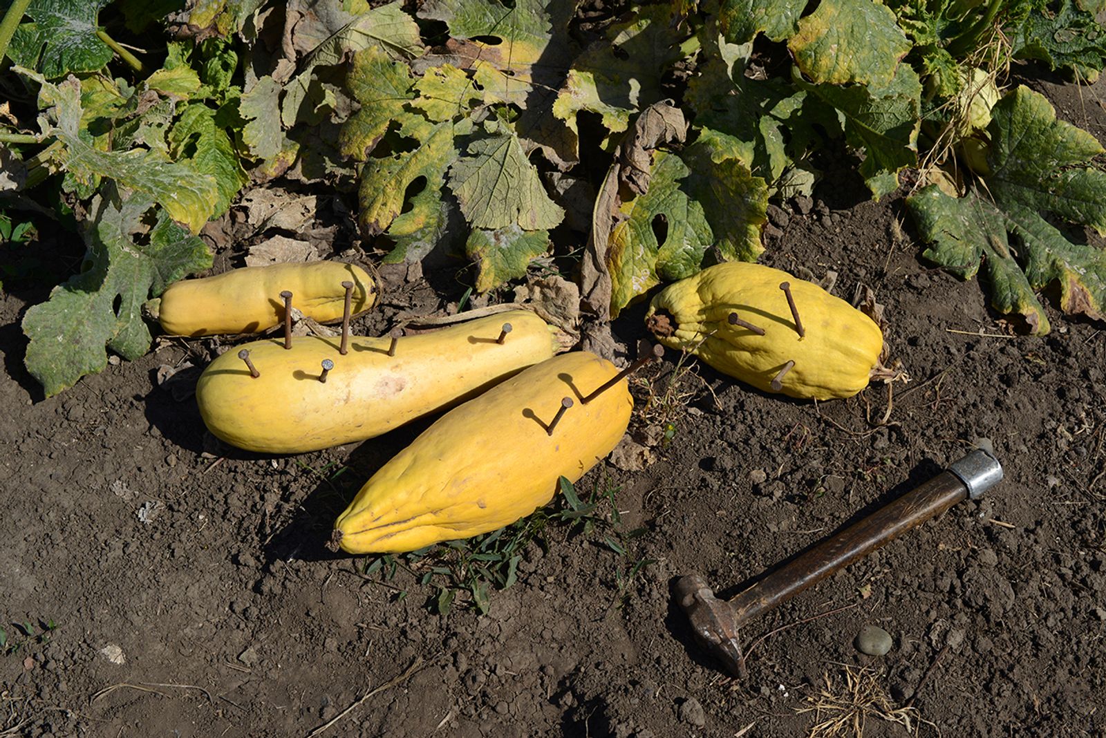 © Mariia Kokunova - The pumpkins of my father's childhood