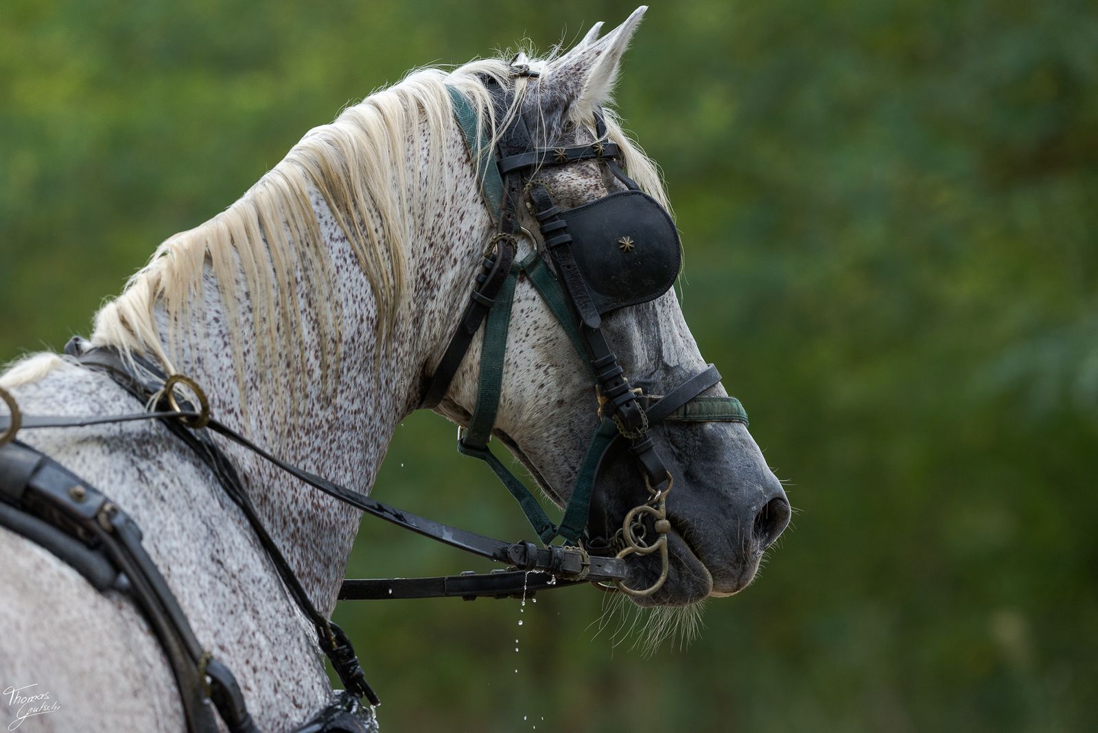 © Thomas Gutschi - Horse