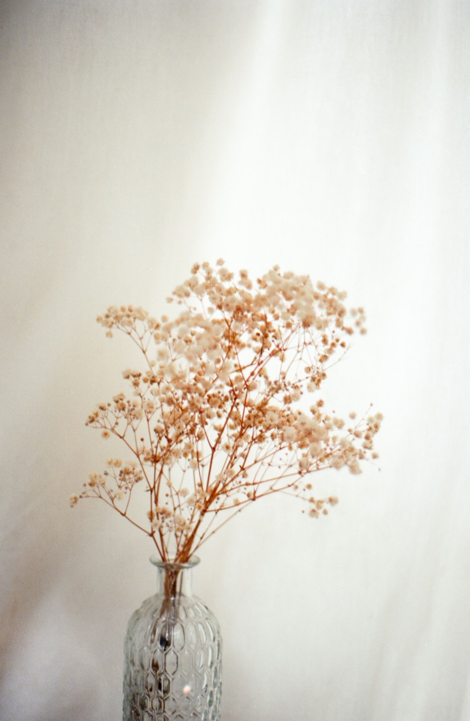 © Amber Marie - Dried flowers in the boys' flat