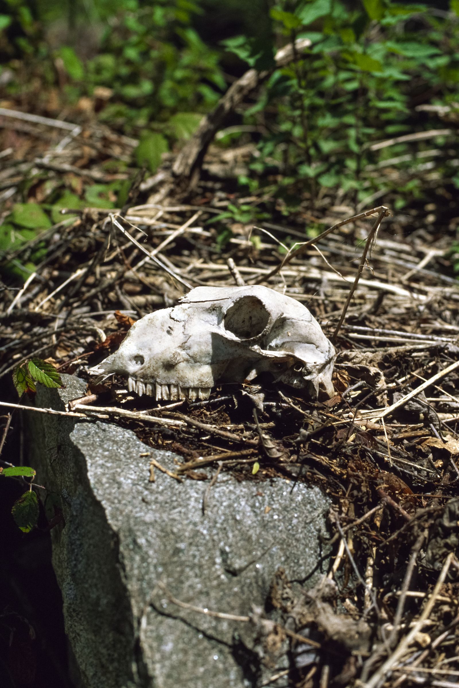 © Michele Rubino - Image from the The heart of the valley photography project