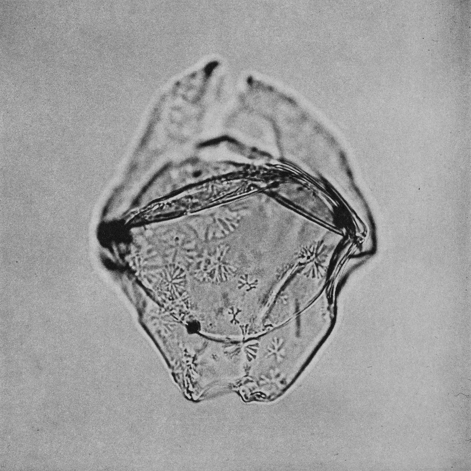 © suzette bousema - Manumiella seelandica From the project 'Dinoflagellates'