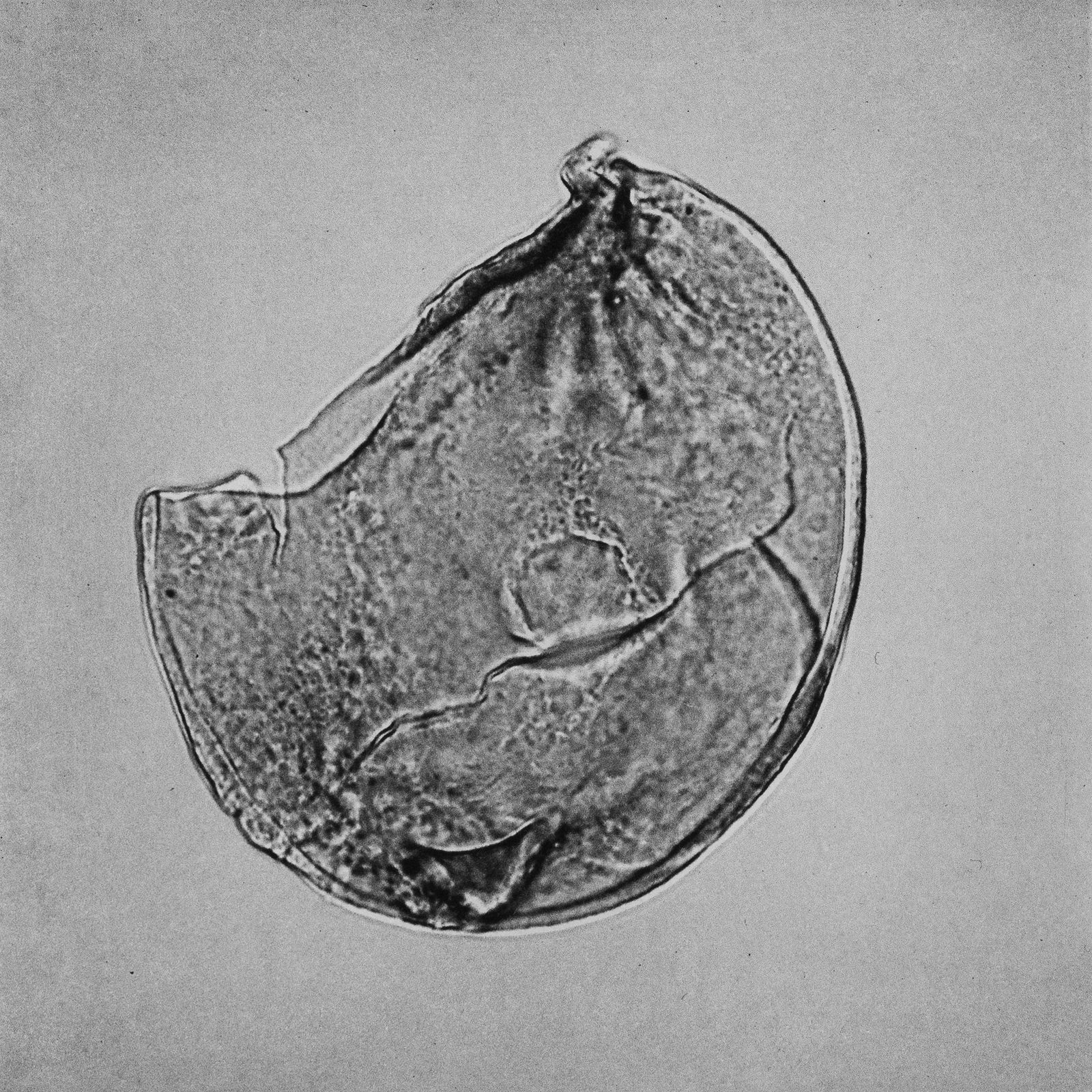 © suzette bousema - Thalassiphora pelagica From the project 'Dinoflagellates'