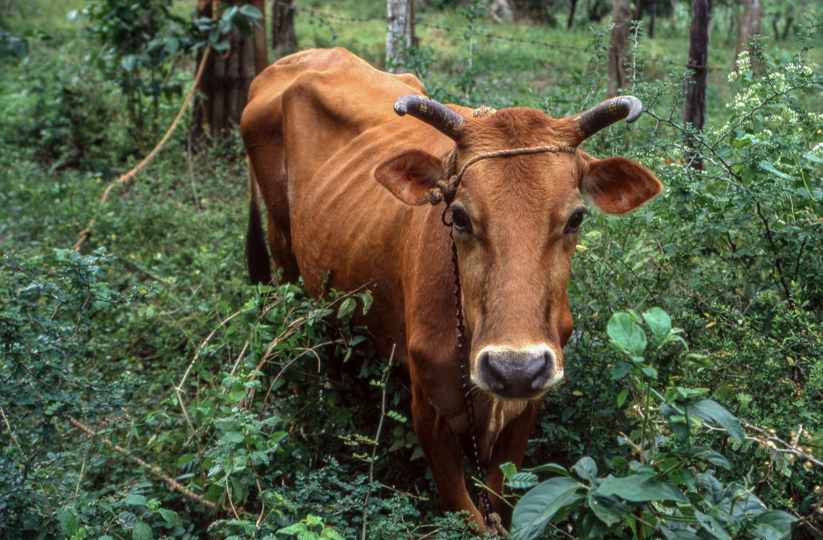 © Steven Edson - Cow tied to a tree in the jungle. Jamaica