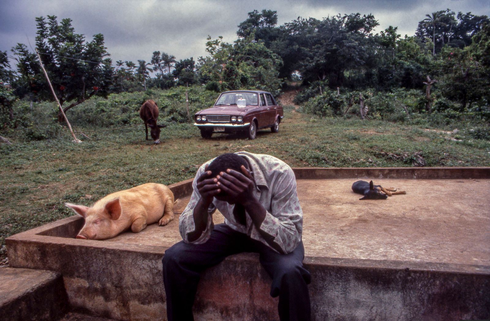 © Steven Edson - Despondent man with his hands to his head sitting net to a pet pig and dog. Ocho Rios, Jamaica