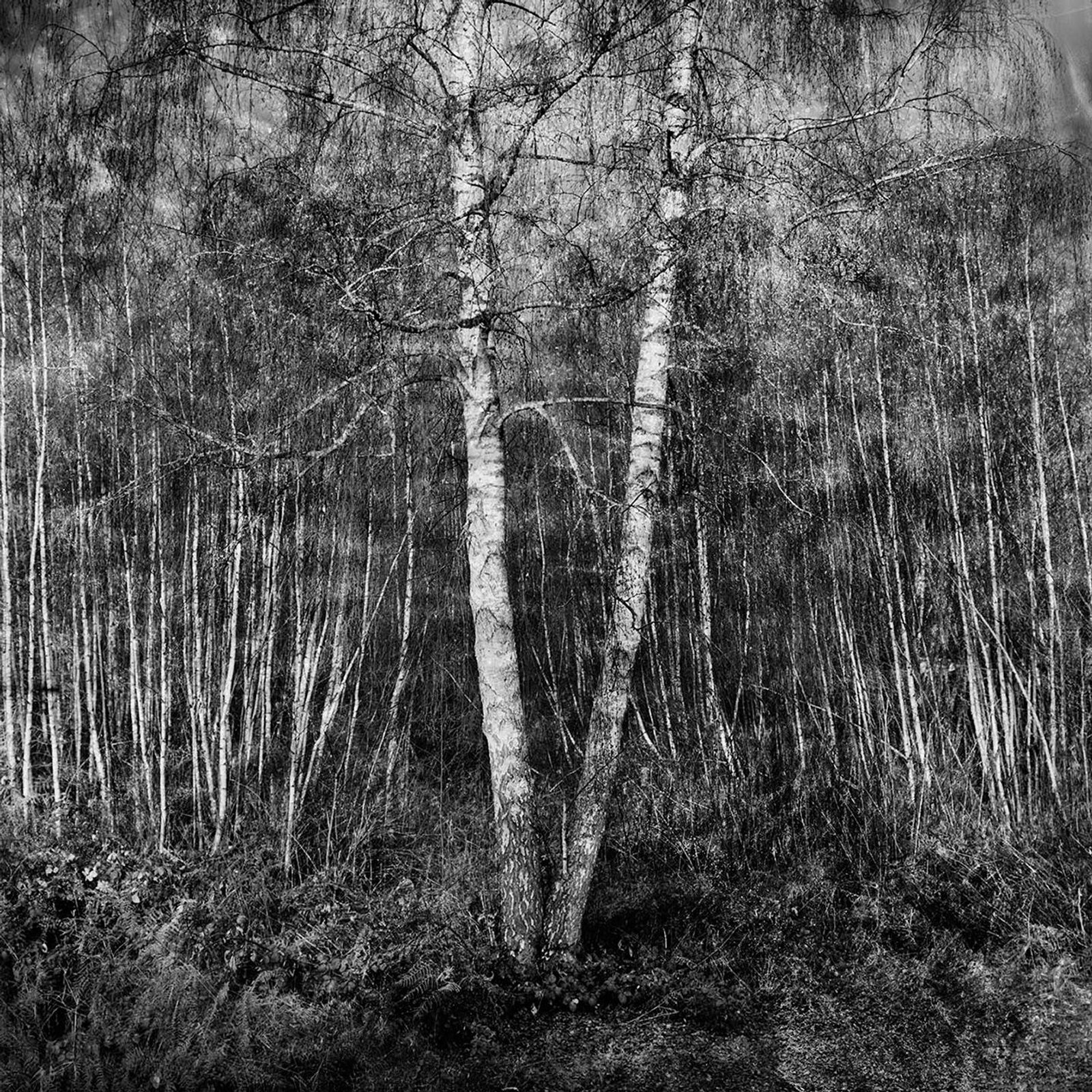 © Osheen Harruthoonyan - V, MOM & DAD'S YARDToned gelatin silver print