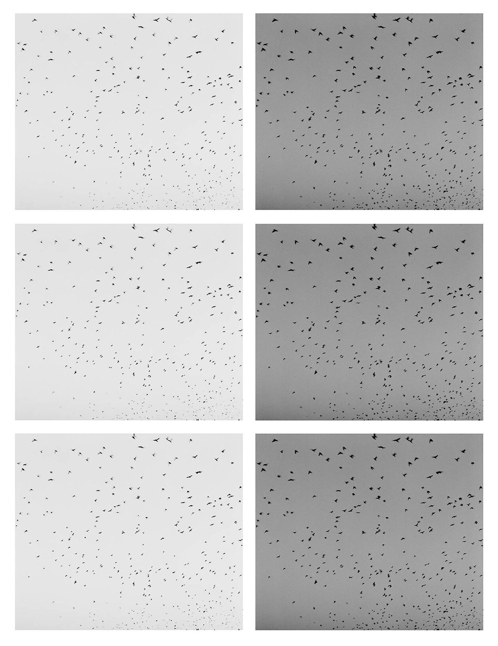 © Osheen Harruthoonyan - GRID OF CROWSToned gelatin silver print