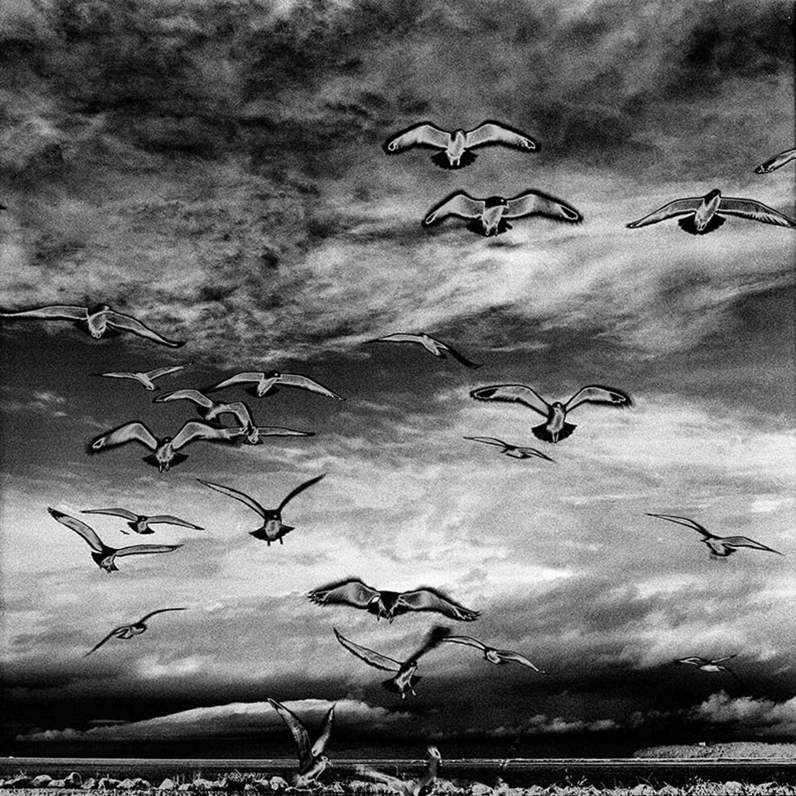 © Osheen Harruthoonyan - SOLARIZED BIRDSToned gelatin silver print