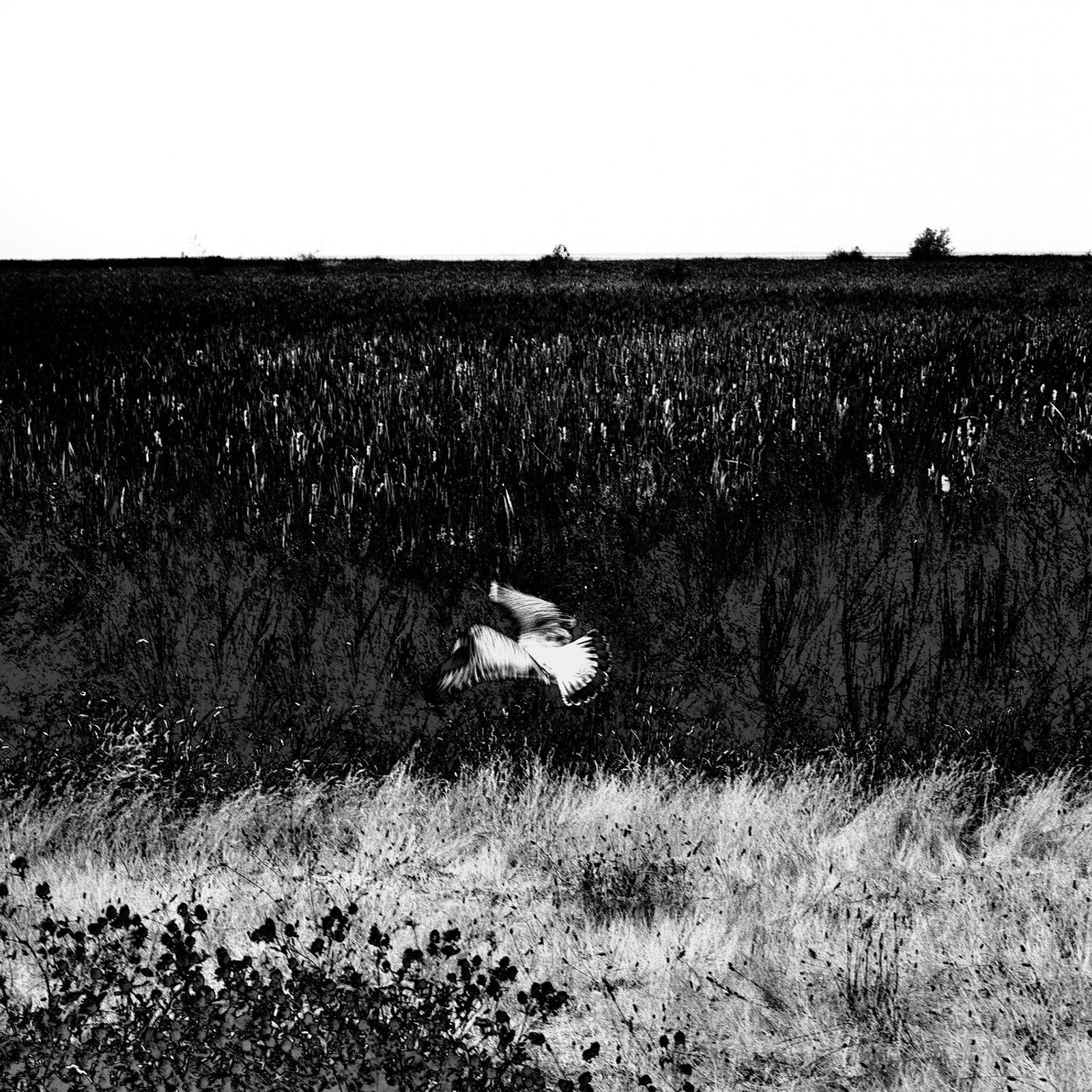 © Osheen Harruthoonyan - MOMENTS BETWEEN MOMENTSToned gelatin silver print