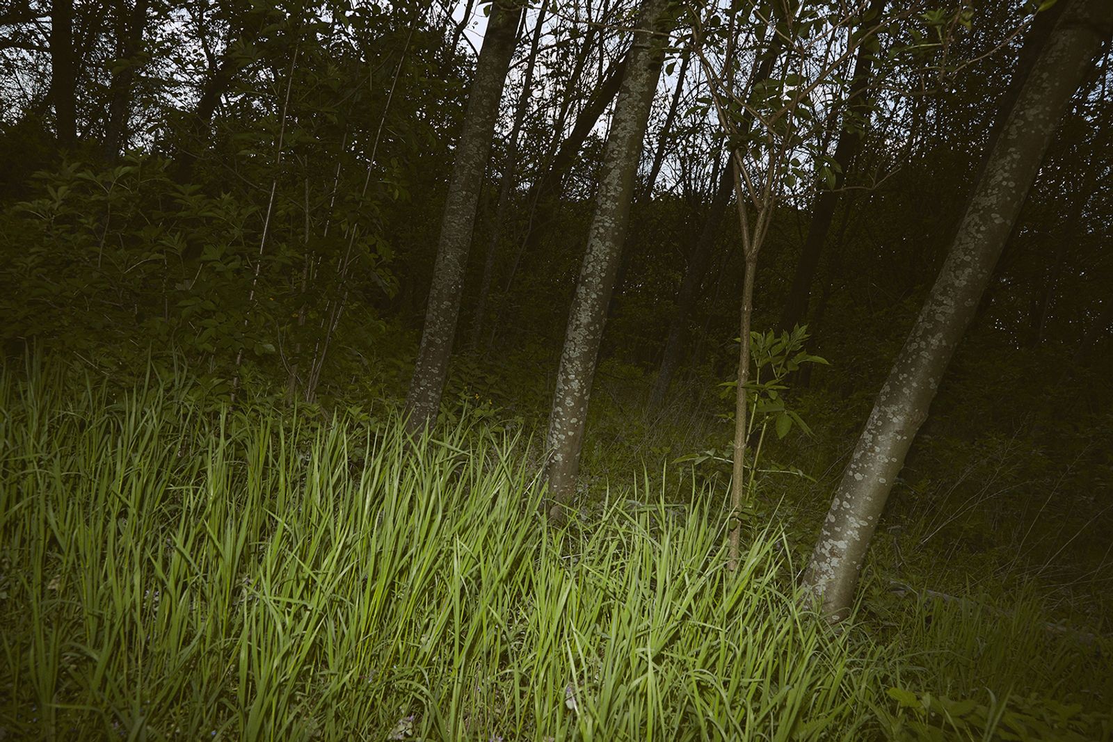 © sara barcaroli - Image from the Paradigm photography project