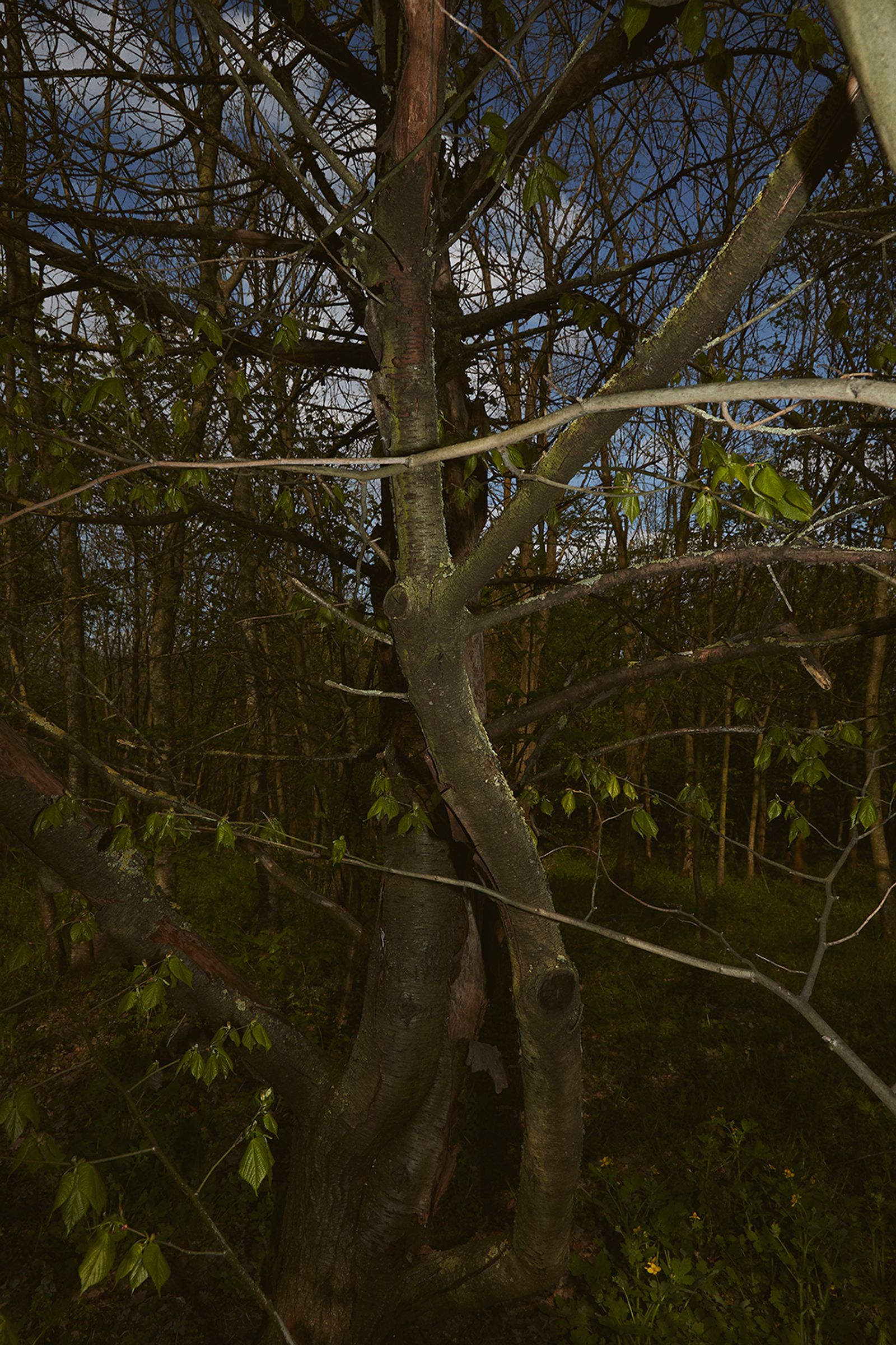 © sara barcaroli - Image from the Paradigm photography project