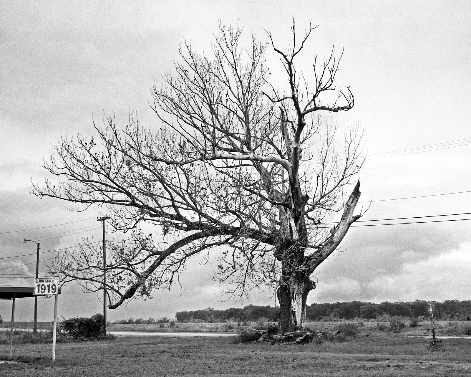 © Harlan Bozeman - Hanging Tree