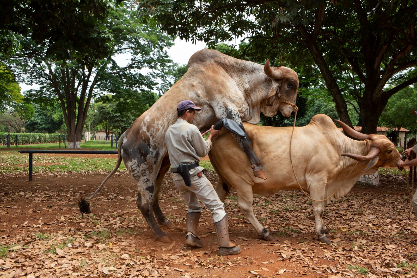 © Carolina Arantes - Image from the Holy Cow photography project