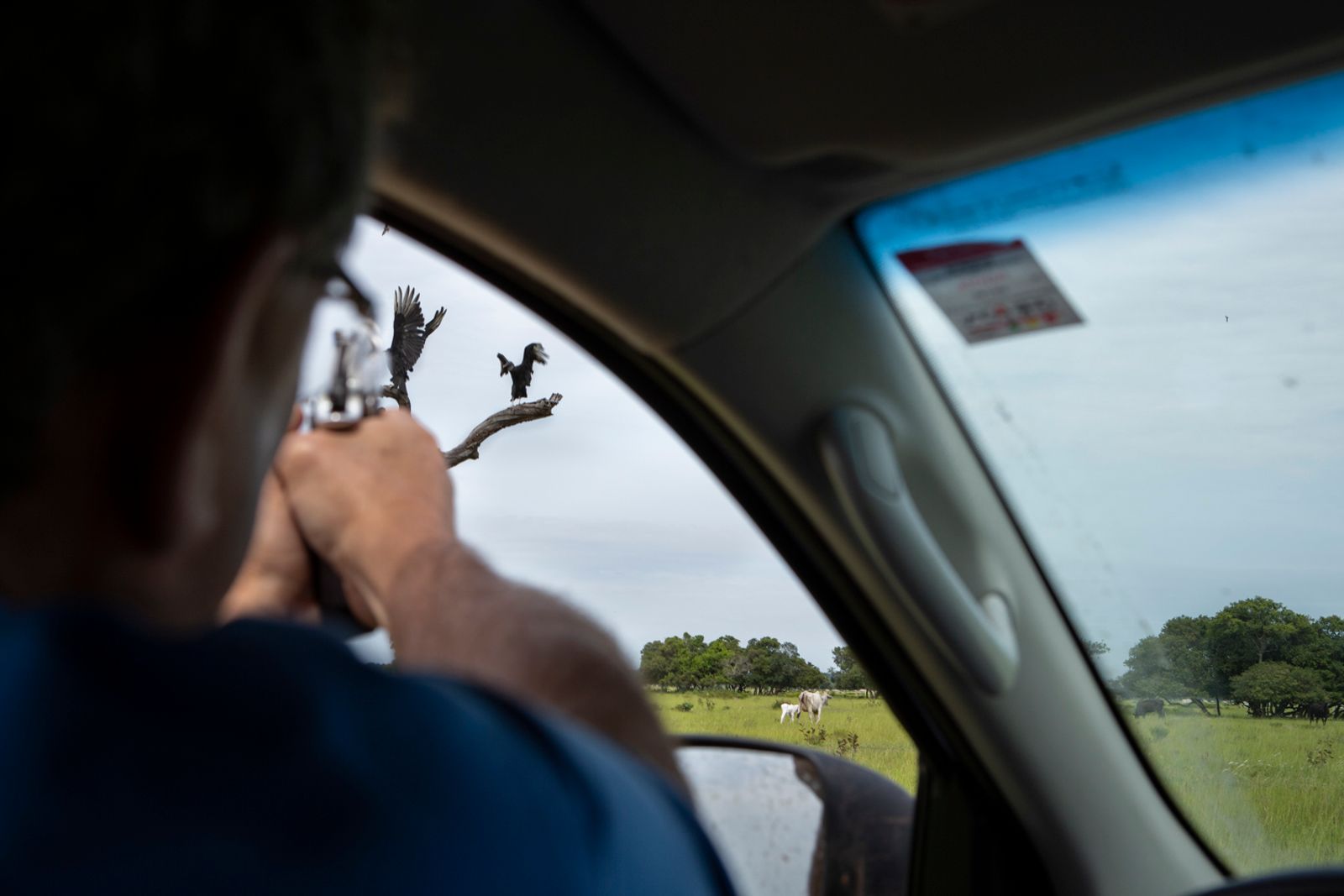 © Carolina Arantes - Image from the Holy Cow photography project