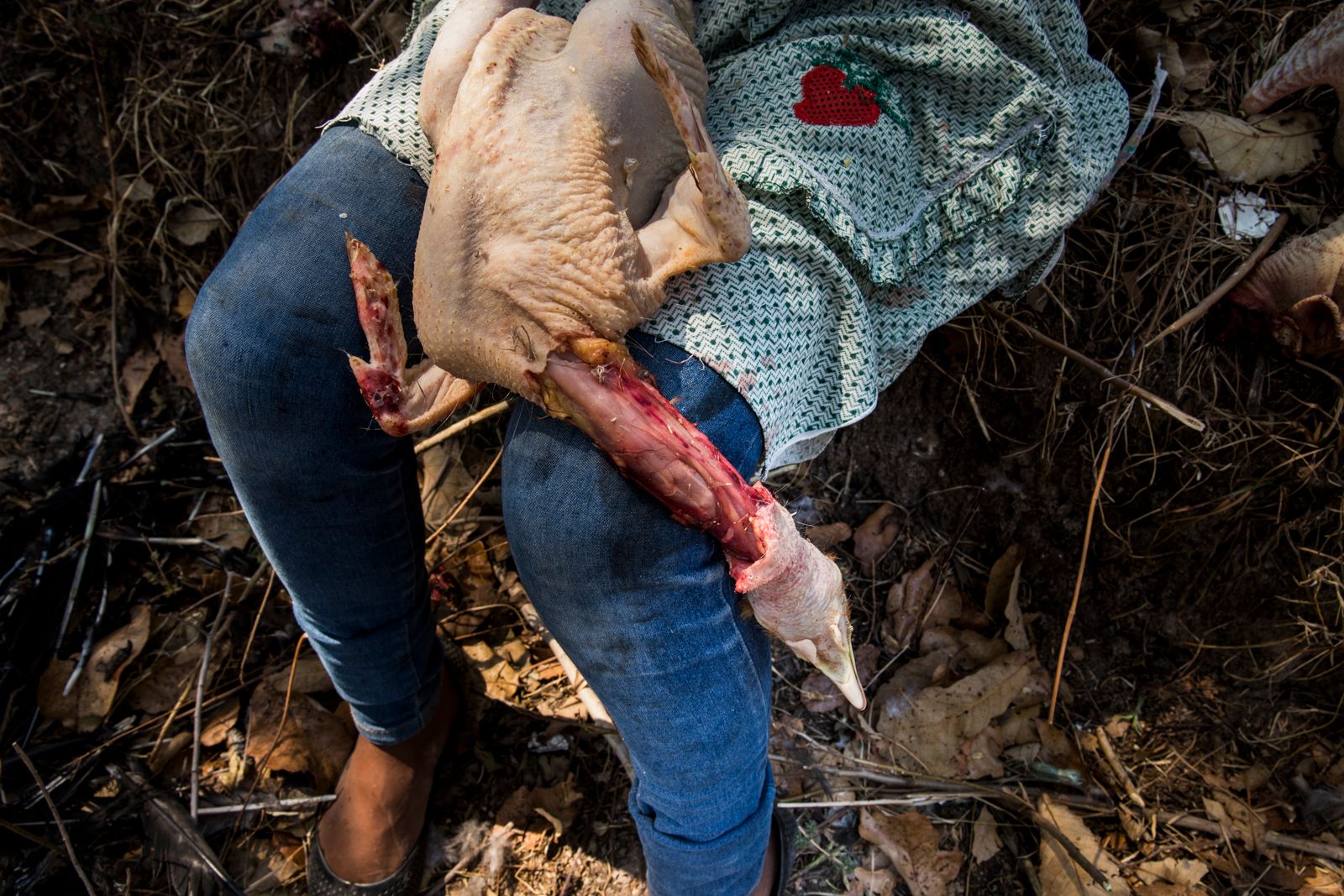 © Yael Martínez - SacrificeA turkey is sacrificed as an offering in the cruzco Hill. Tuesday April 25, 2017.