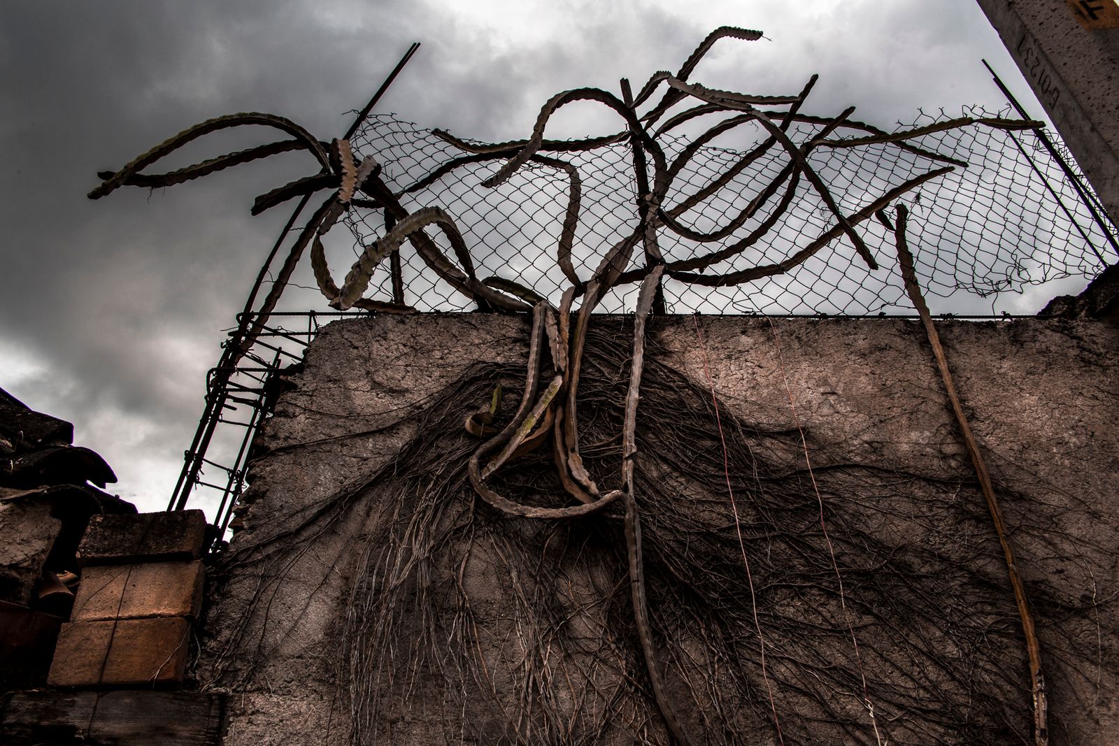 © Yael Martínez - Dried roots of Cactus on a wall in the comunity of Tixtla Guerrero Mexico.