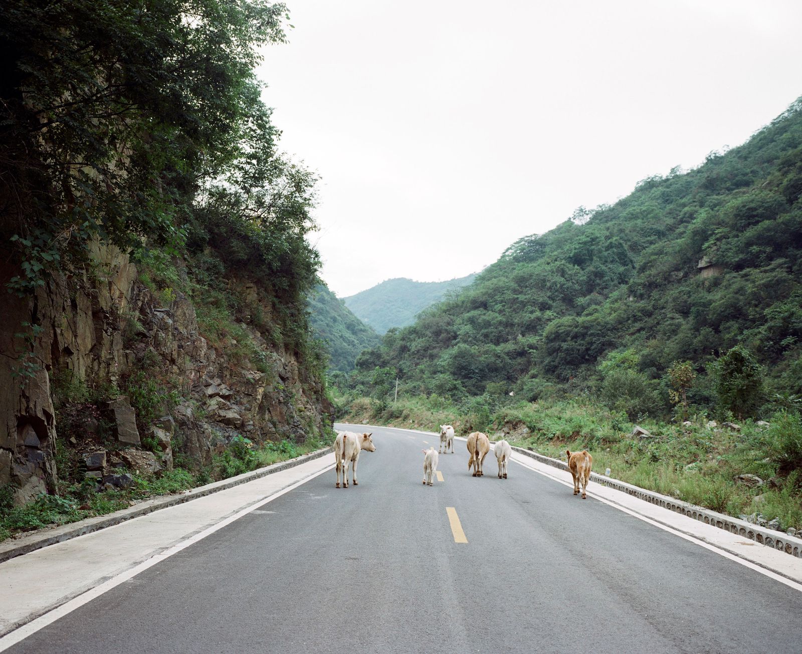 © Pan Wang - Panshan Road, Yaoshan, Lushan County, .China