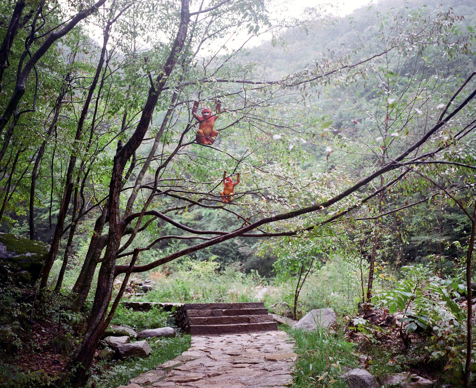 © Pan Wang - Pseudogolden monkey on trees in Foping County, Hanzhong City, Shaanxi Province, China