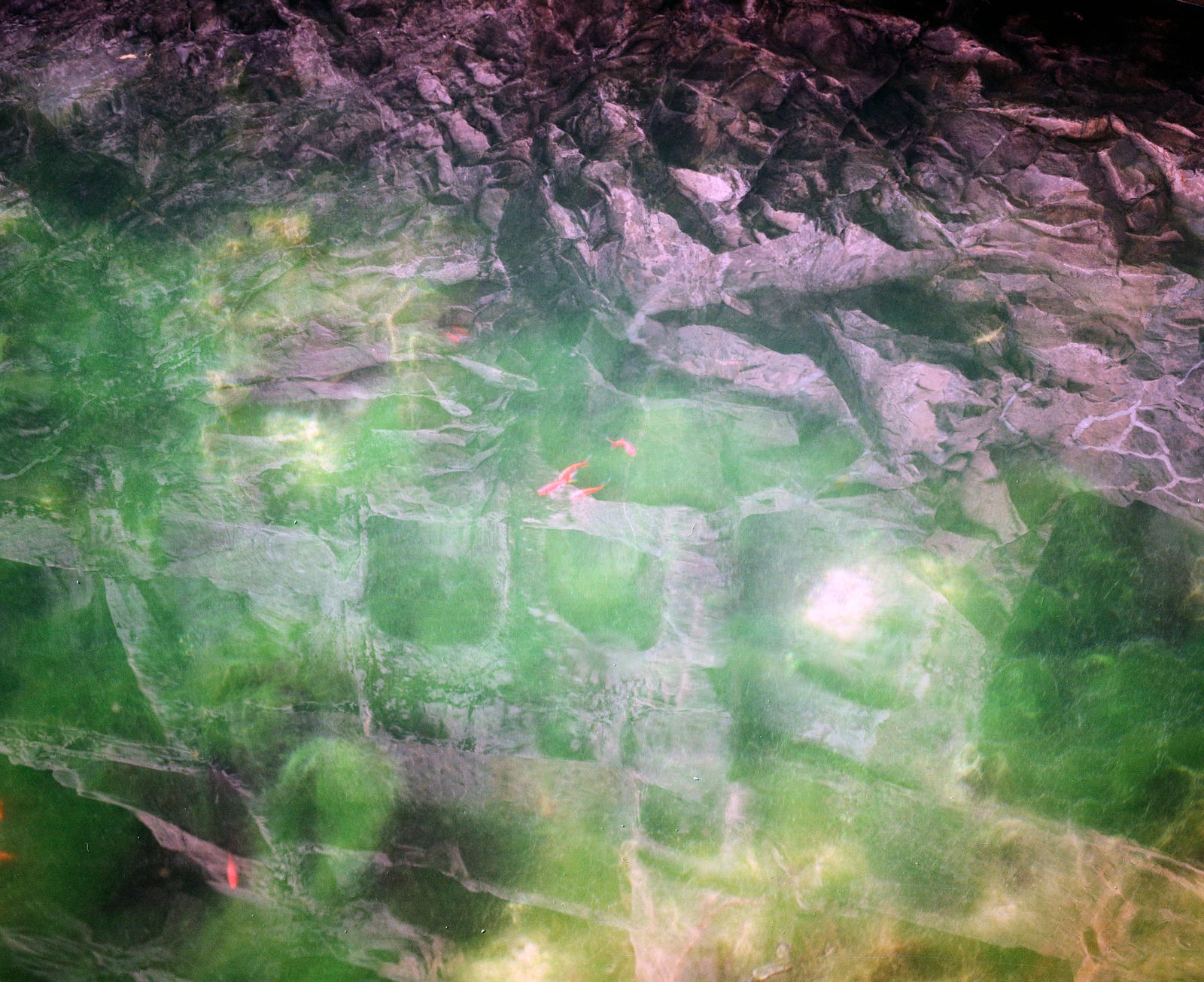 © Pan Wang - Fish in the pool of Longmen Grottoes, Luoyang City, Henan Province.China
