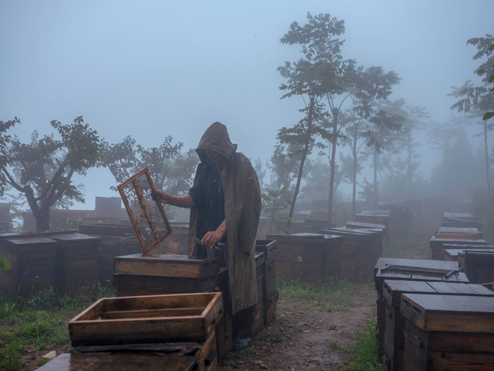 © Pan Wang - Beekeepers on Lishan Mountain, Lintong District, Xi'an City, Shaanxi Province, China, June 15, 2020.