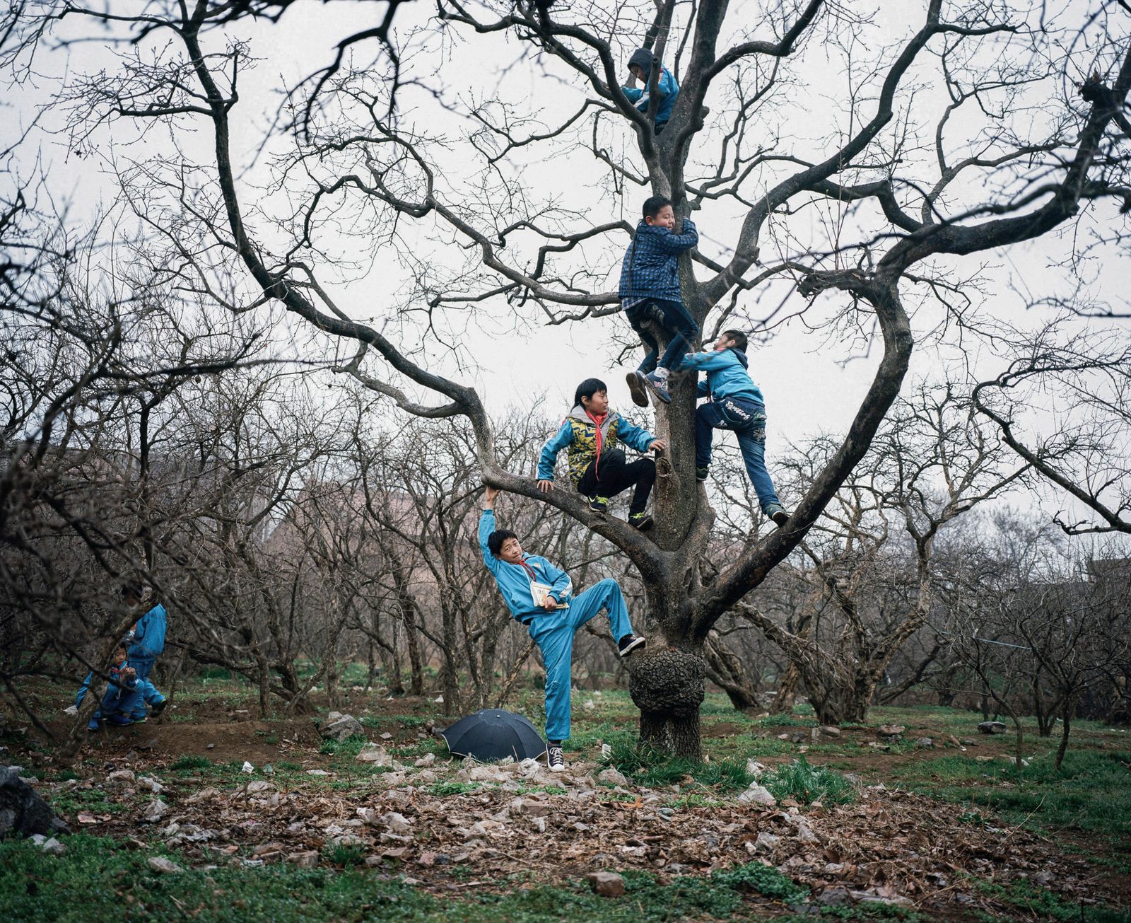 © Pan Wang - 10.After school, the children climbed on the persimmon tree to play