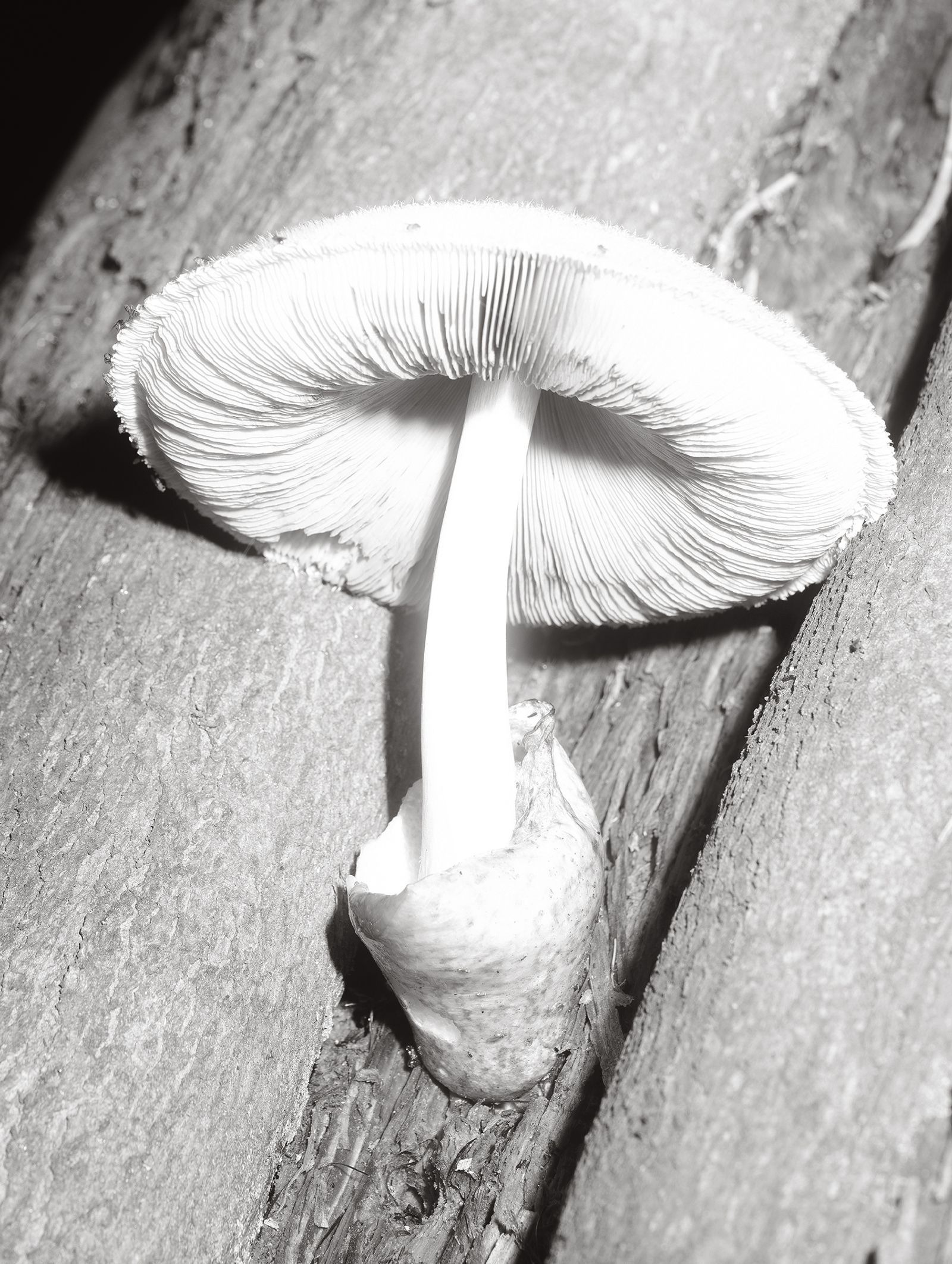 © Tomasz Kawecki - Image from the In Praise of Shadow photography project