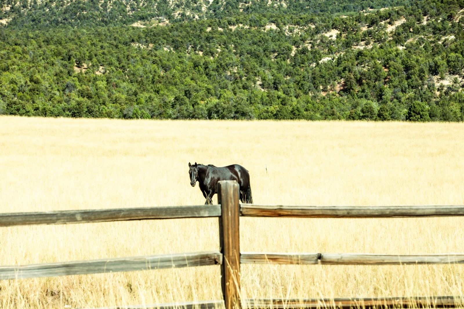 © William Hohe - A horse in Zion National Park, UT.