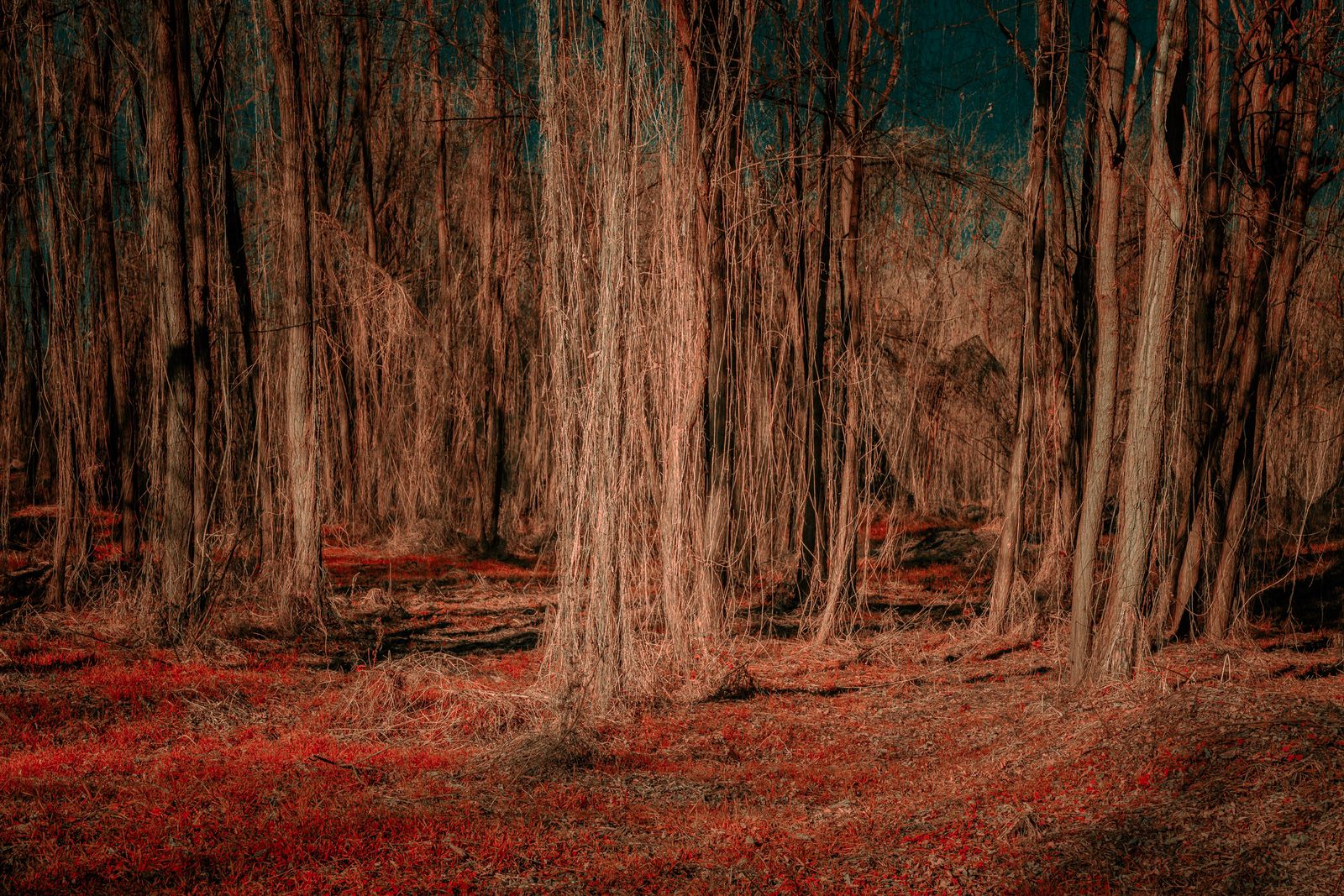 © Michelle Blancke - Image from the Secret Garden - Realm photography project
