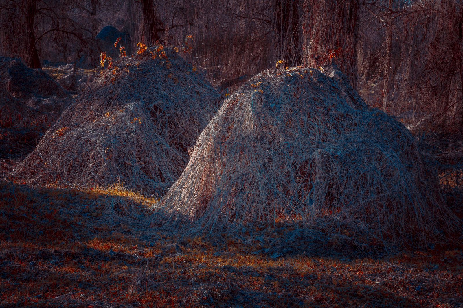 © Michelle Blancke - Image from the Secret Garden - Realm photography project