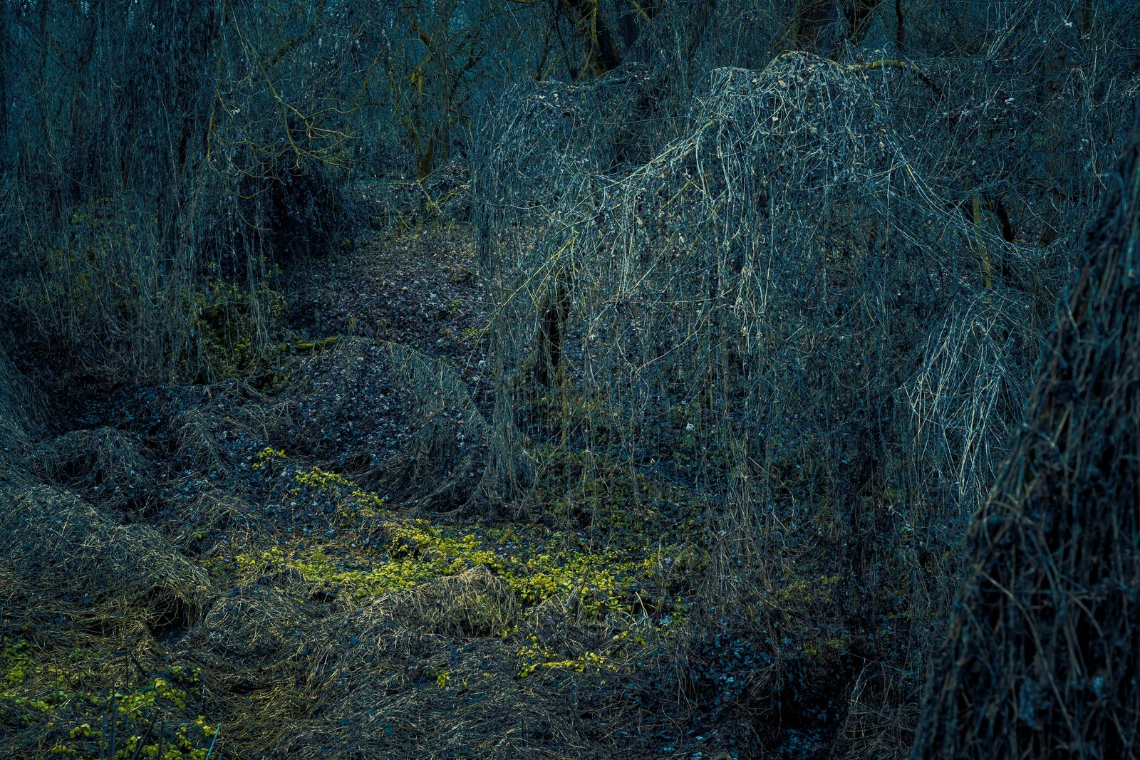 © Michelle Blancke - Image from the Secret Garden - Realm photography project