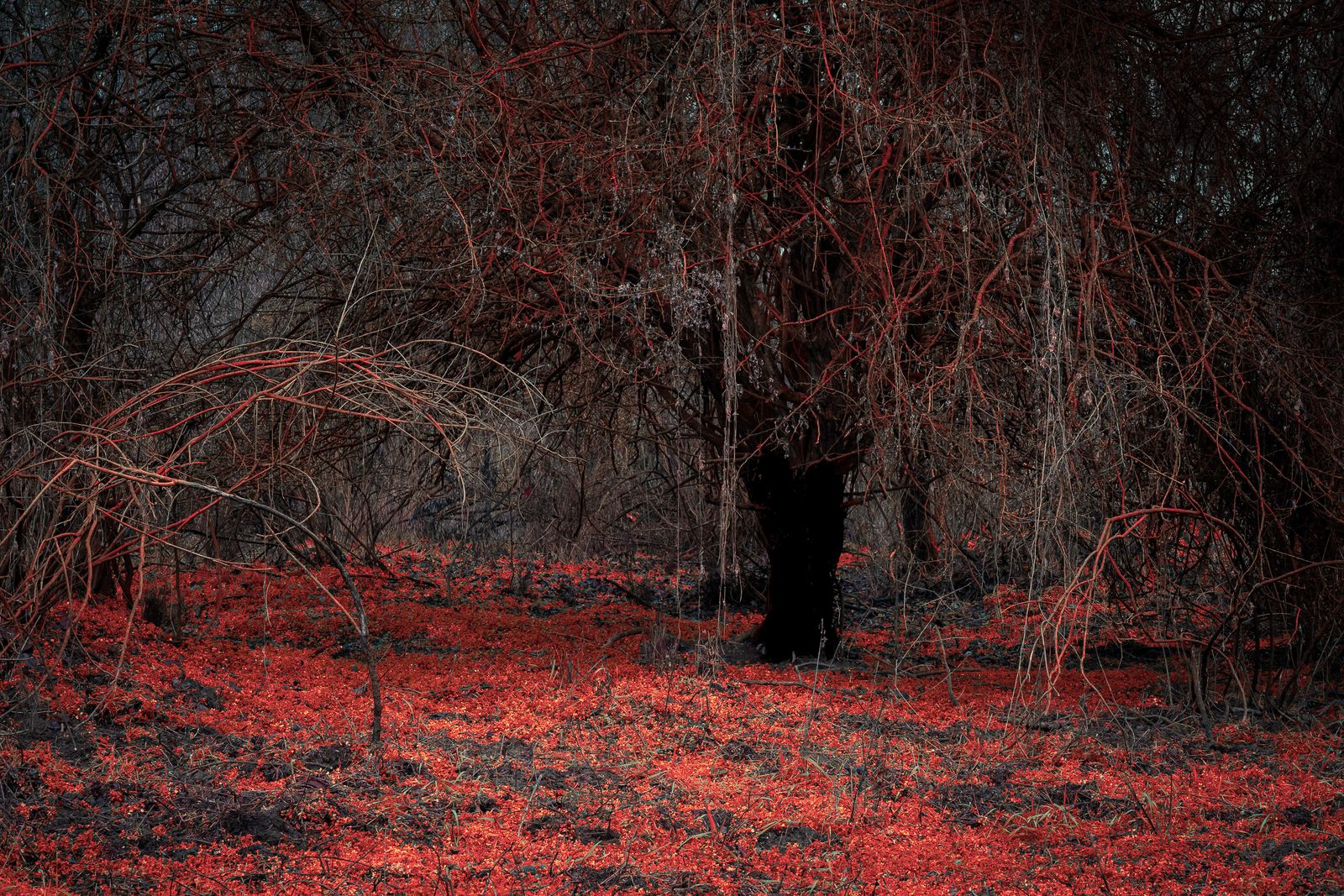© Michelle Blancke - Image from the Secret Garden - Realm photography project