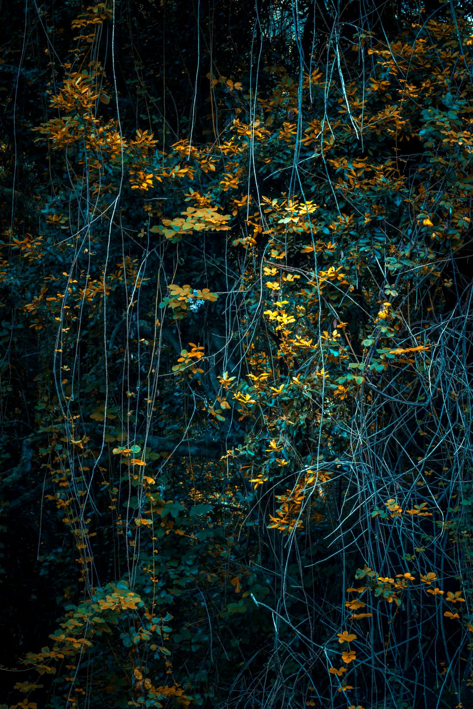 © Michelle Blancke - Image from the Secret Garden - Ascent photography project