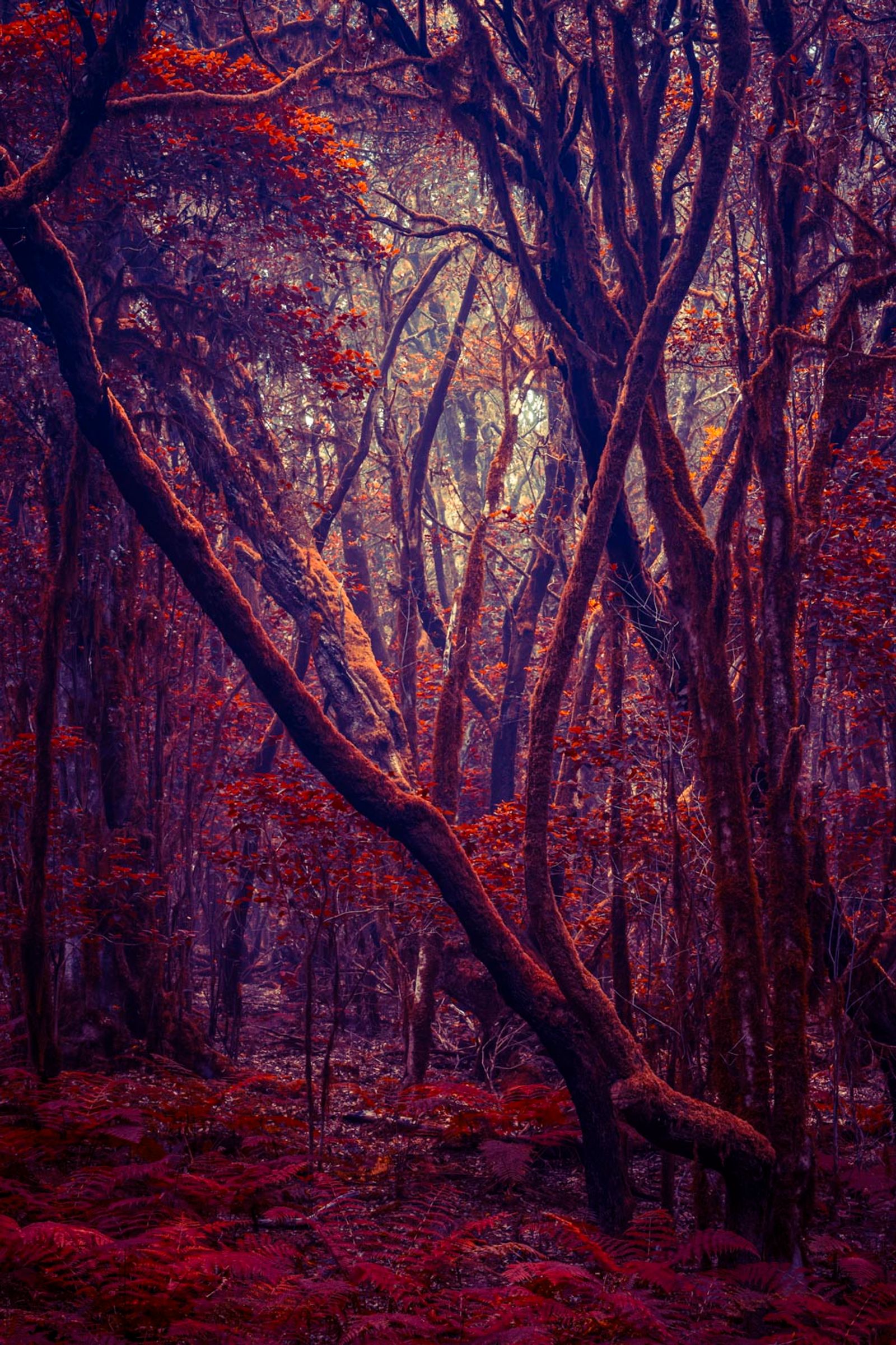 © Michelle Blancke - Image from the Secret Garden - Ascent photography project