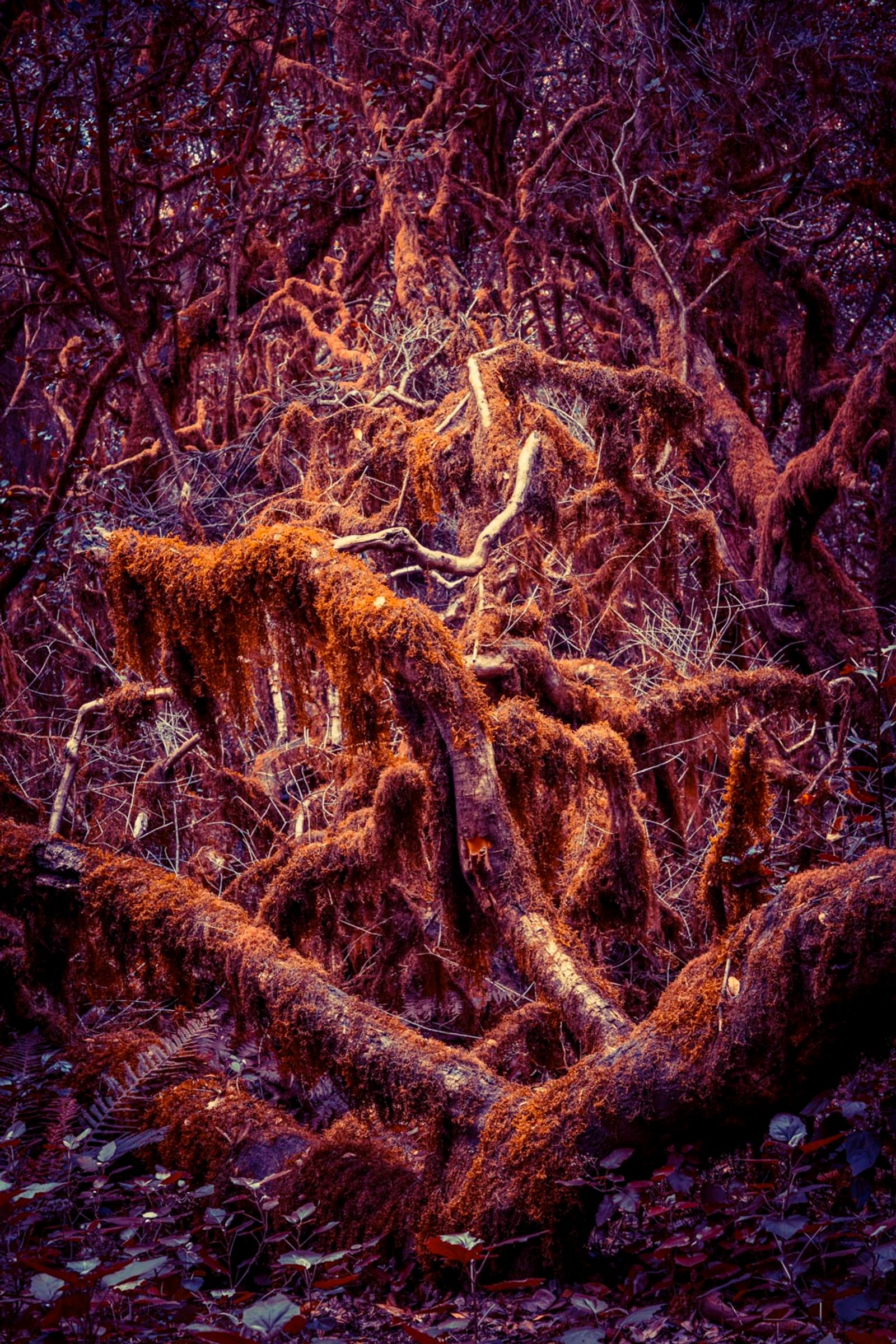 © Michelle Blancke - Image from the Secret Garden - Ascent photography project
