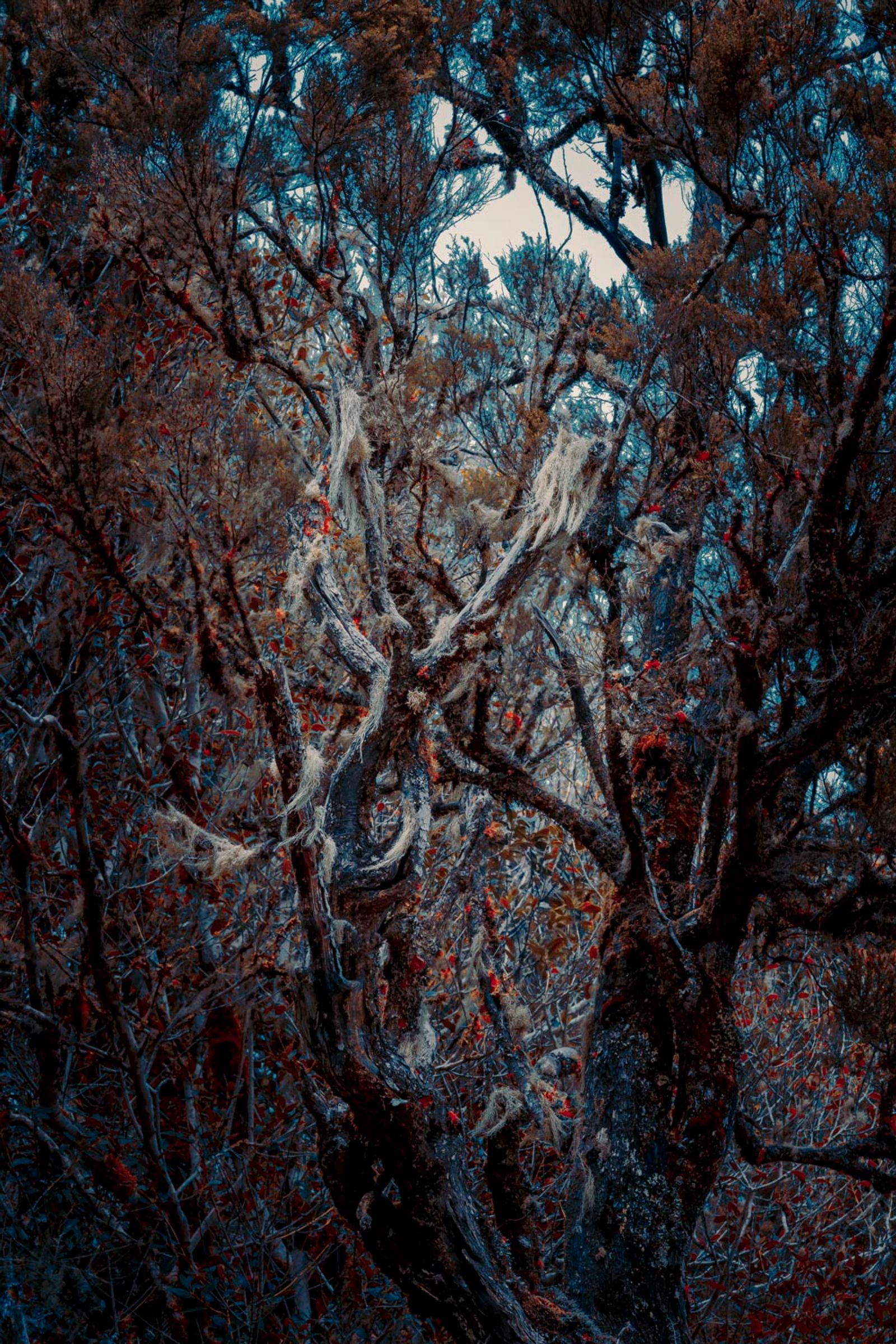 © Michelle Blancke - Image from the Secret Garden - Ascent photography project