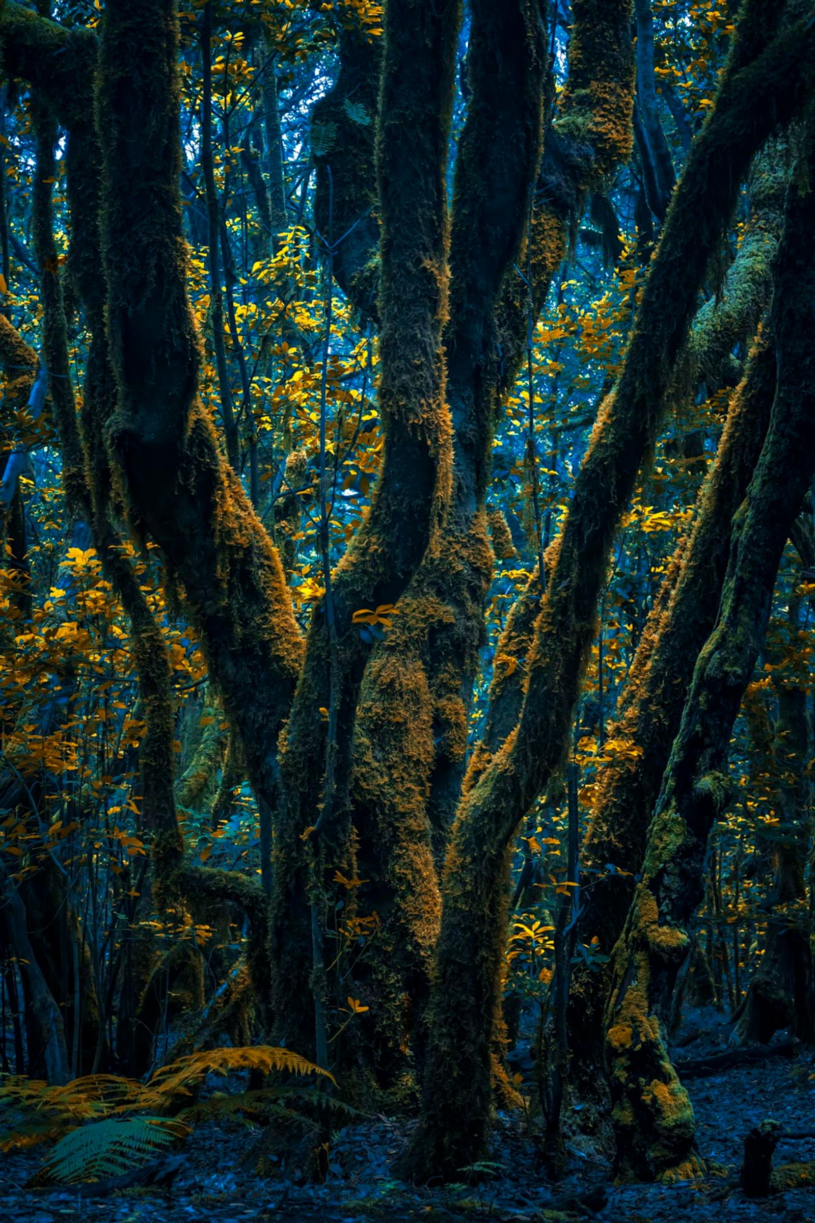© Michelle Blancke - Image from the Secret Garden - Ascent photography project