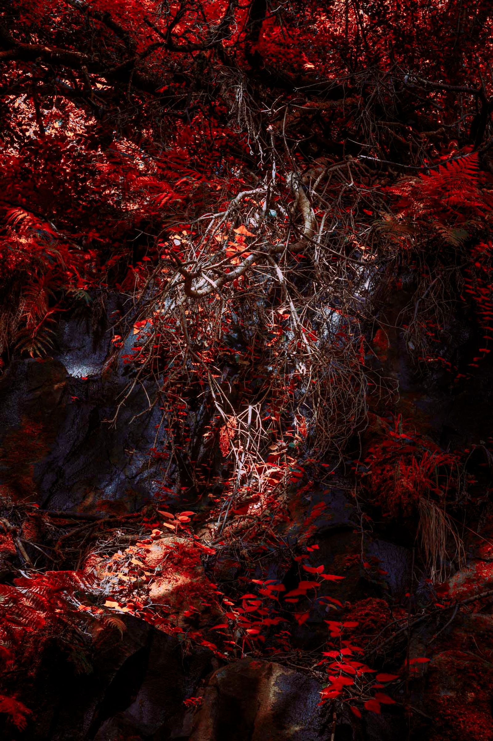 © Michelle Blancke - Image from the Secret Garden - Ascent photography project