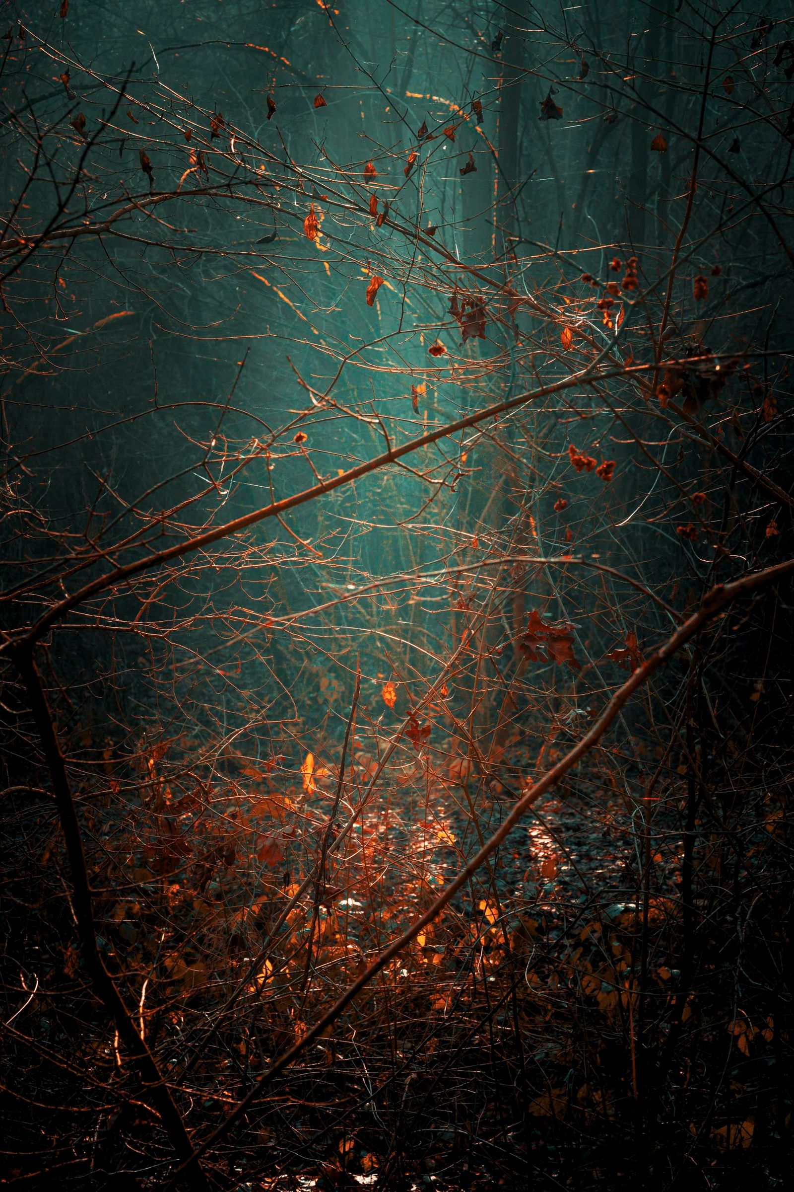 © Michelle Blancke - Image from the Secret Garden - Ascent photography project