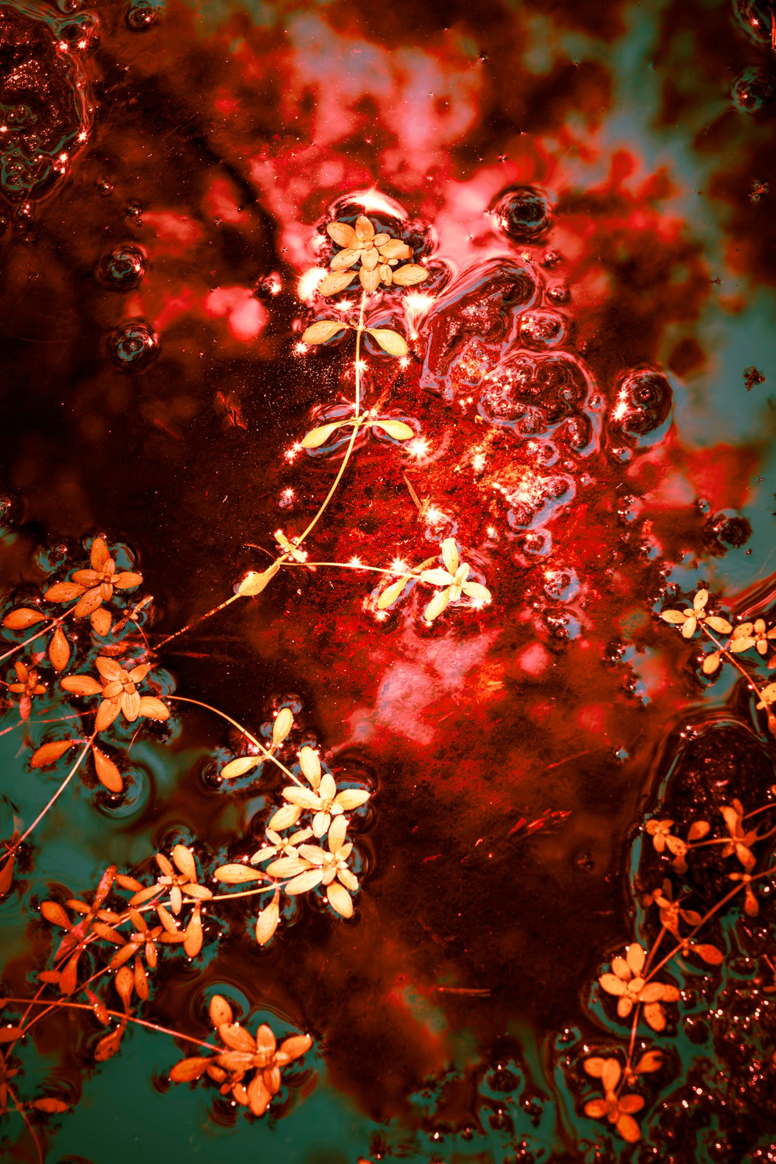 © Michelle Blancke - Image from the Secret Garden - Essence photography project