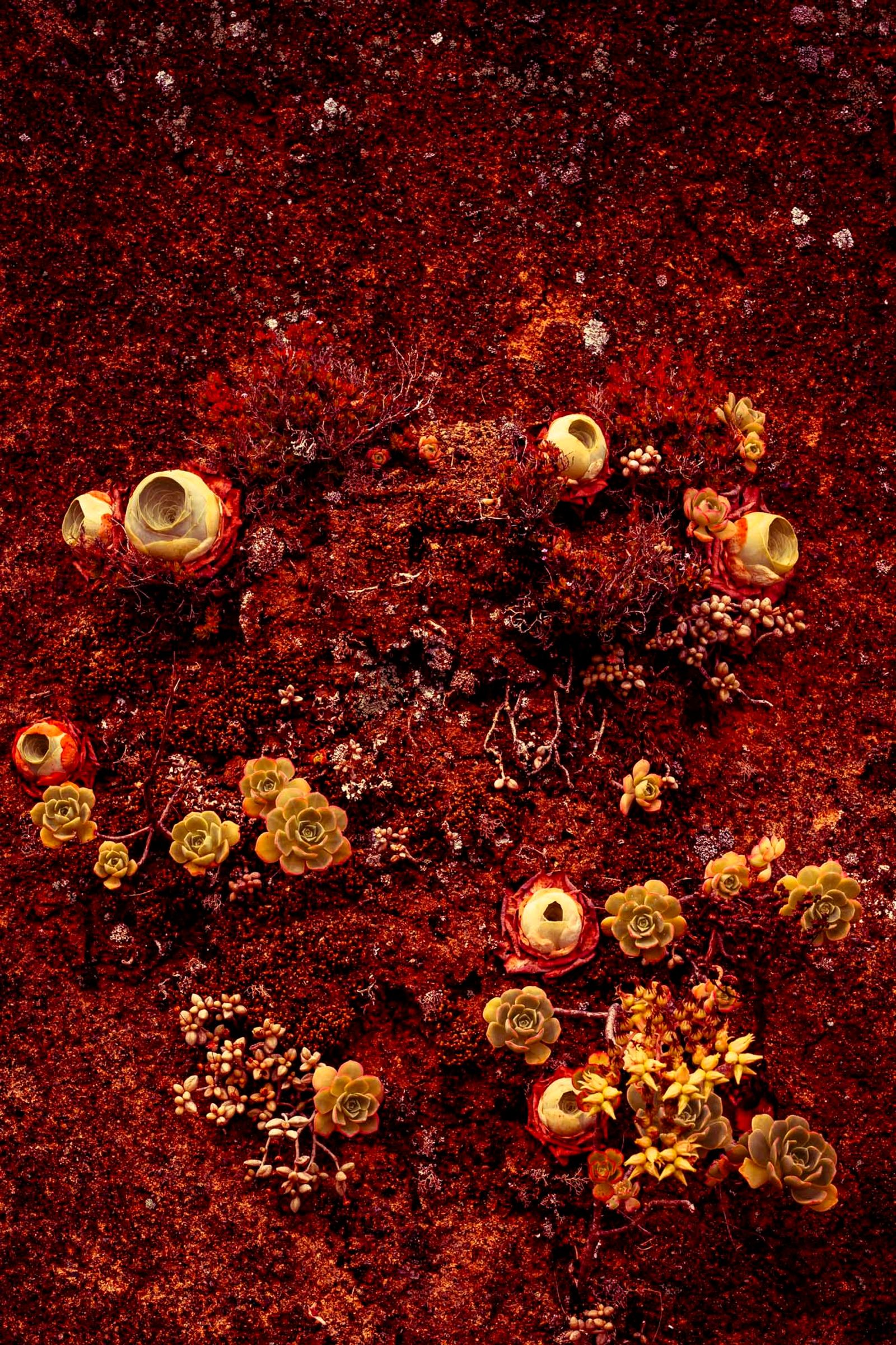 © Michelle Blancke - Image from the Secret Garden - Essence photography project