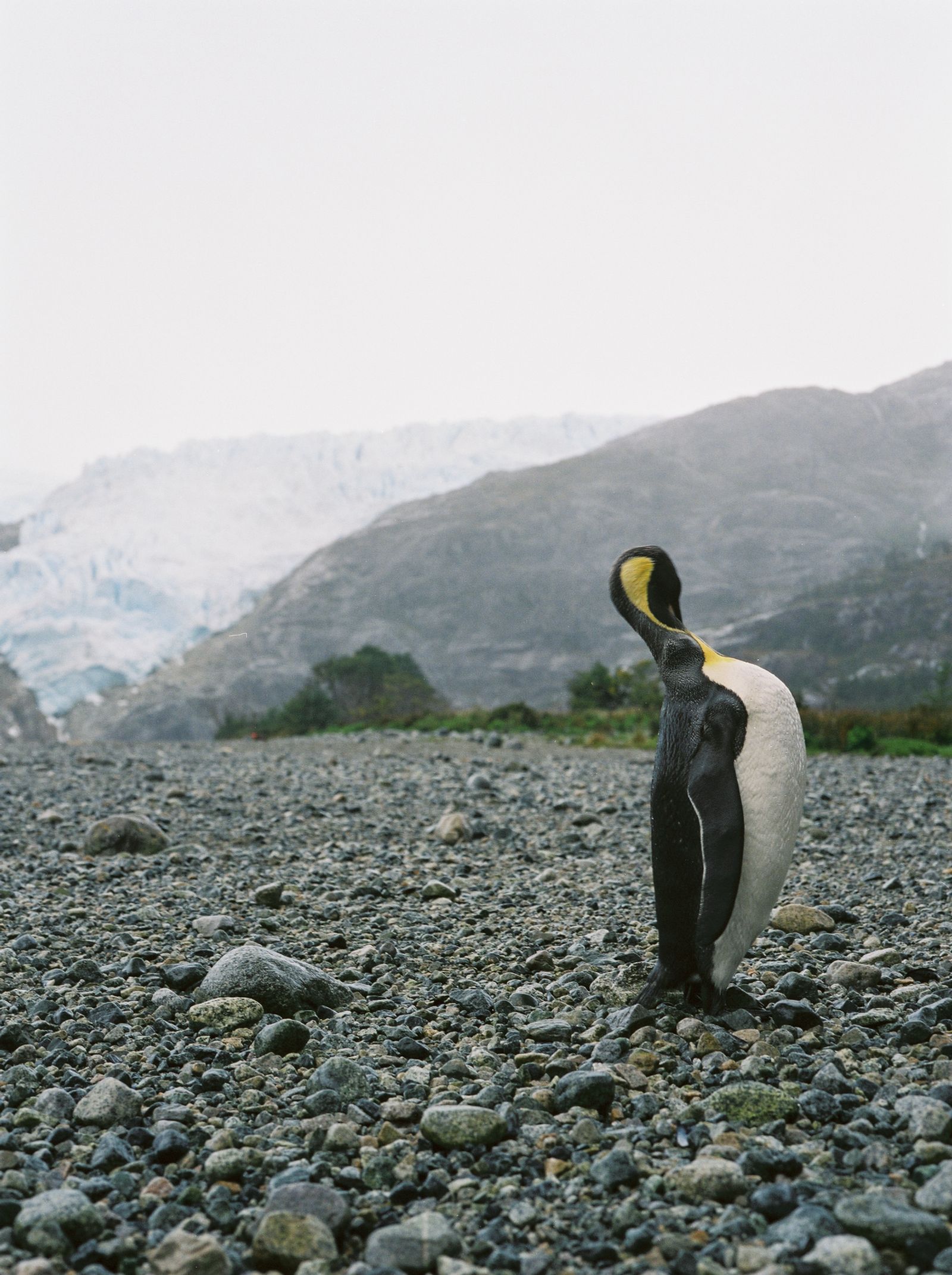 © Akosua Viktoria Adu-Sanyah - king penguin in seno ballena