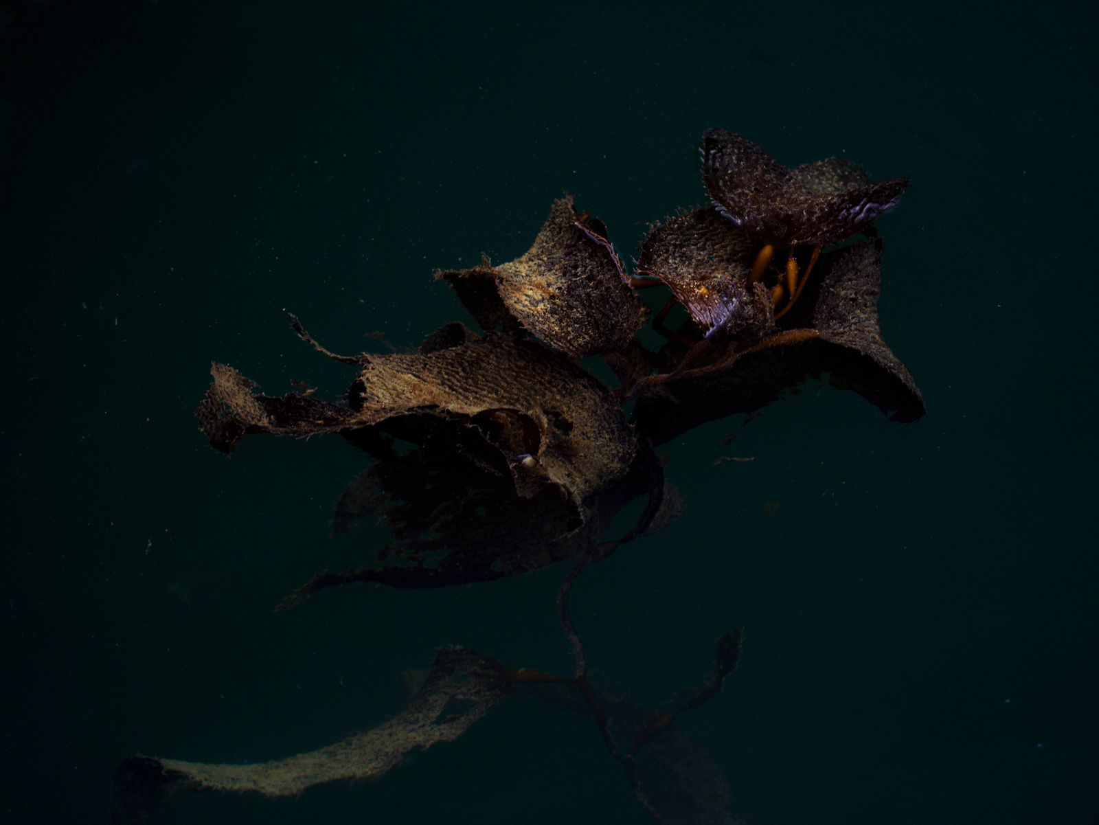 © Akosua Viktoria Adu-Sanyah - kelp forest sea weed, architectural resilient ecosystem