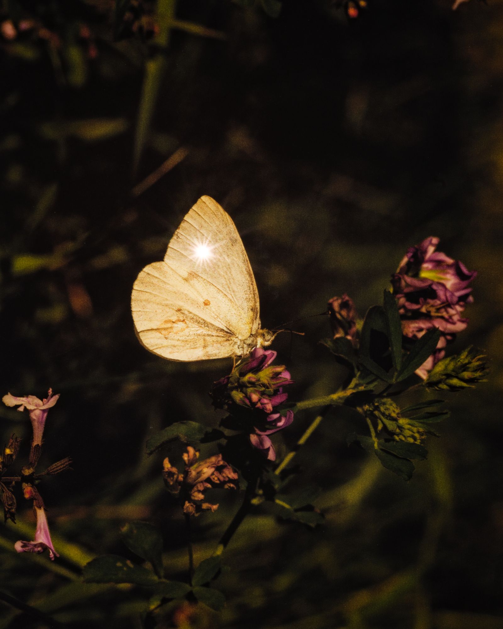 © Alvin Ng - Image from the Book of Days photography project