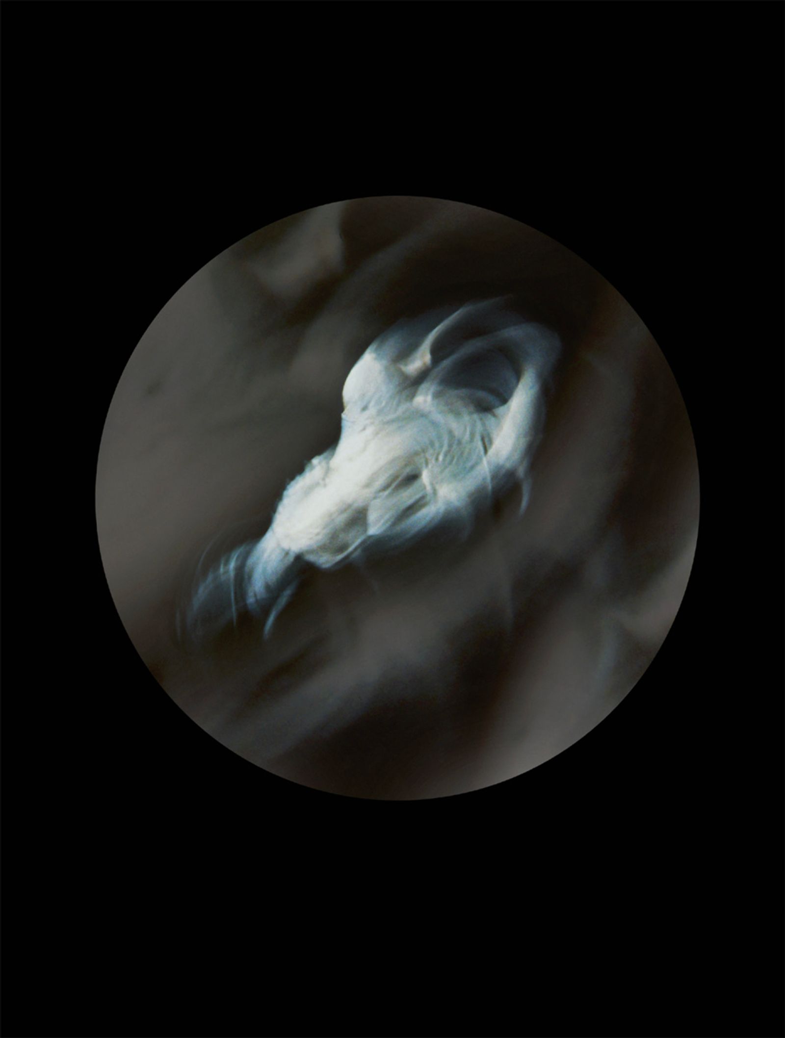 © Mandy Barker - Plamacina retroversta ic. I.Specimen collected from Cobh shoreline, Cove of Cork, Ireland(White plastic horse)