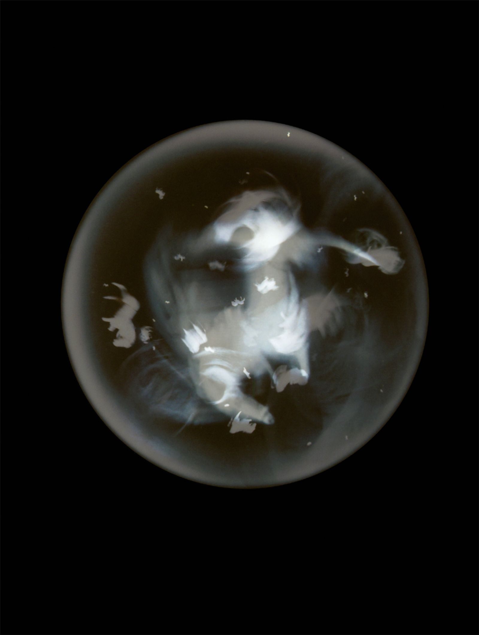 © Mandy Barker - Plamacina retroversta ic. III.Specimen collected from Cobh shoreline, Cove of Cork, Ireland(White plastic horse, 3)