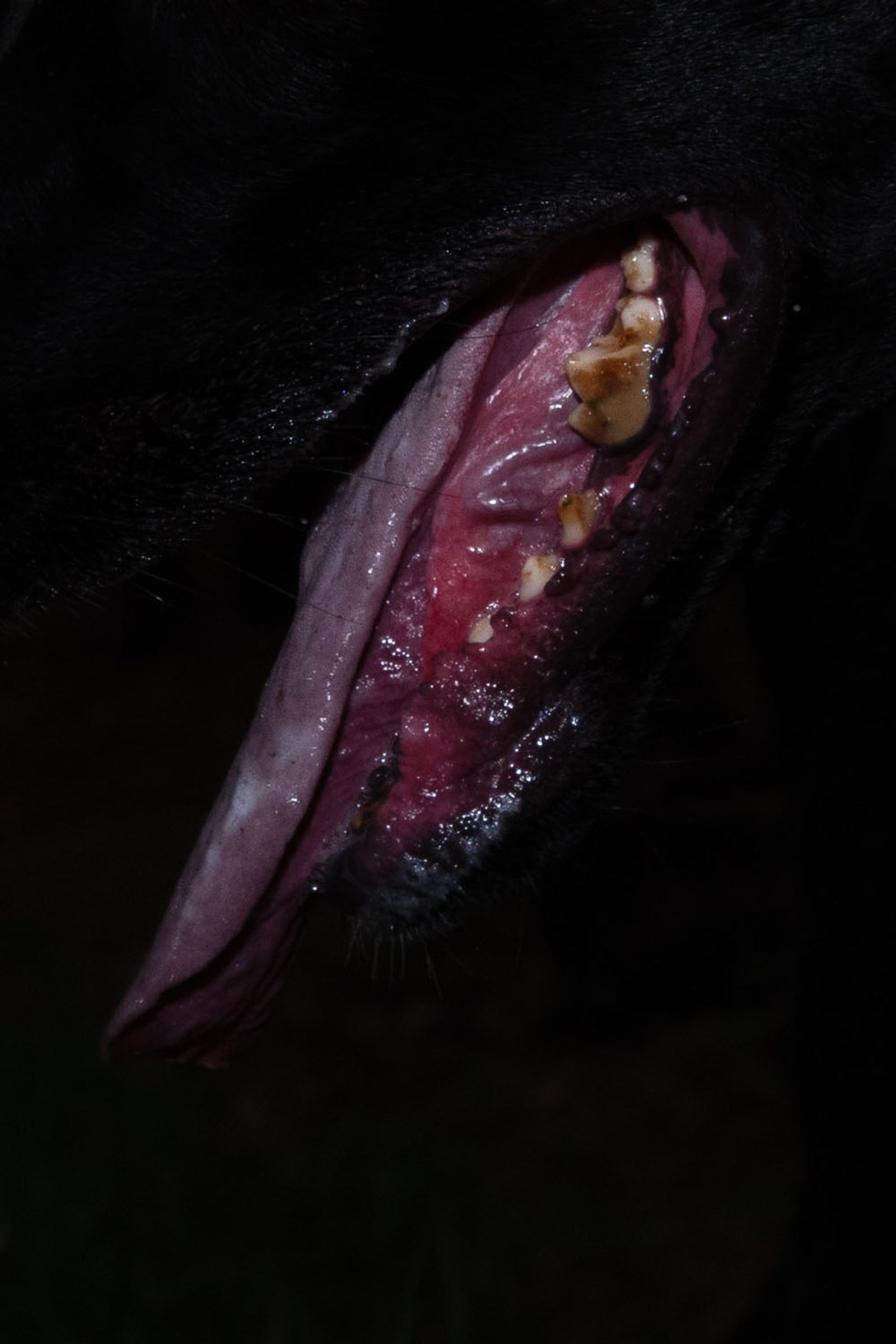 © Eleana Konstantellos André - Image from the Chupacabras photography project