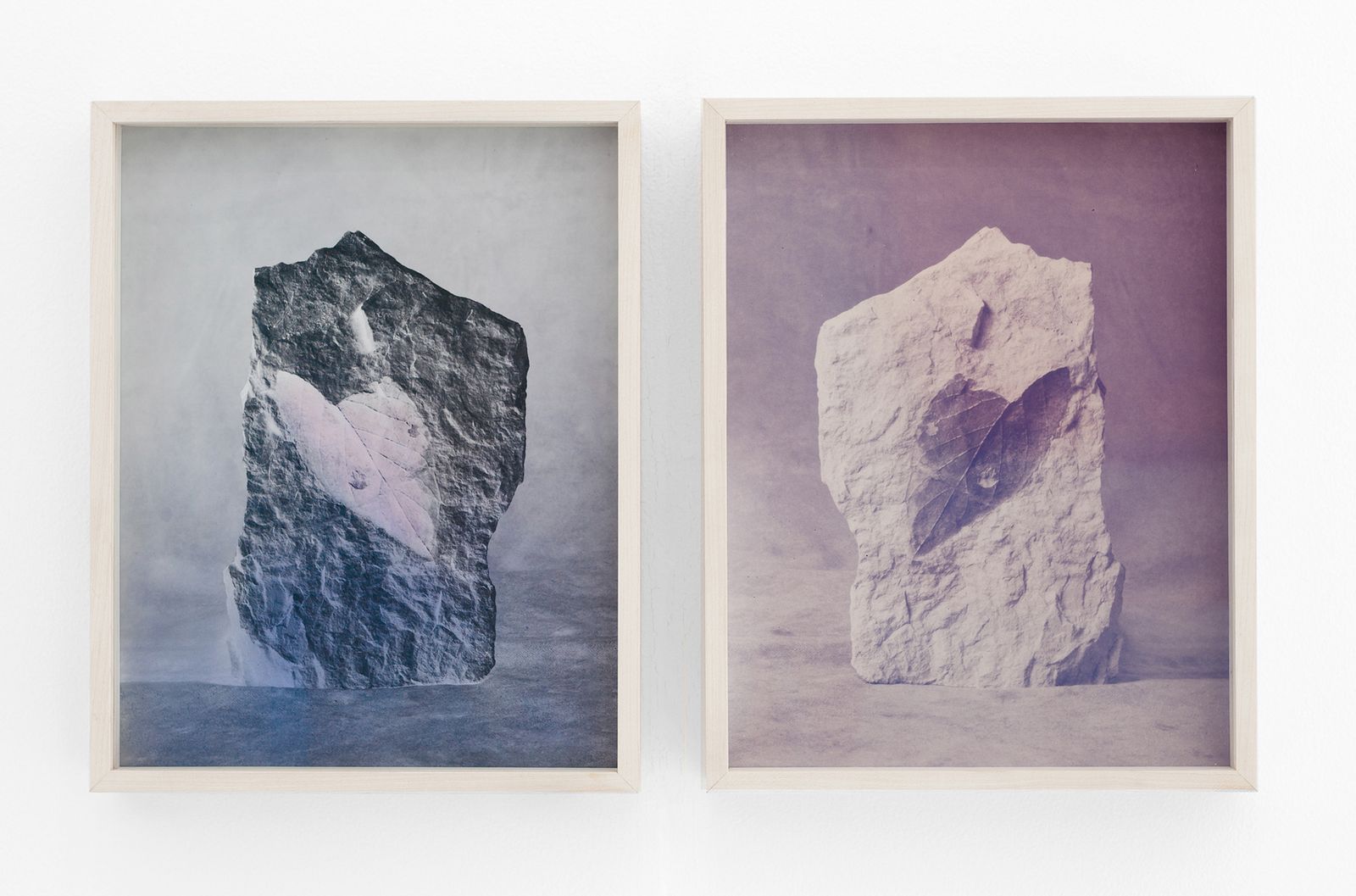 © Christine Elfman - Fossil (diptych), inkjet print with lichen dye (left), faded lichen dye on paper unfixed anthotype (right), 9x12 inches each