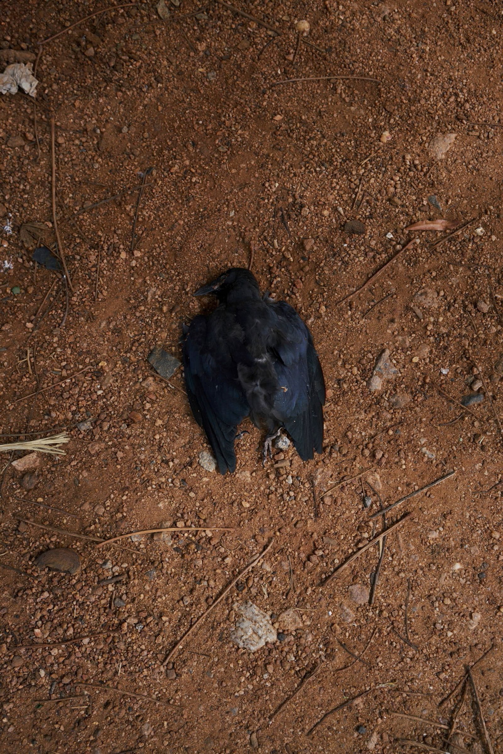 © Kai Yokoyama - Lie down and sleep/All Peter's family doesn't know exactly where he was during the blasting.