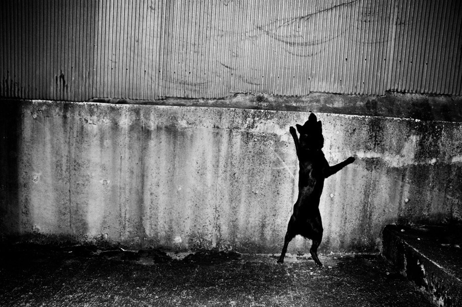 © Hajime Kimura - Image from the Man and dog photography project