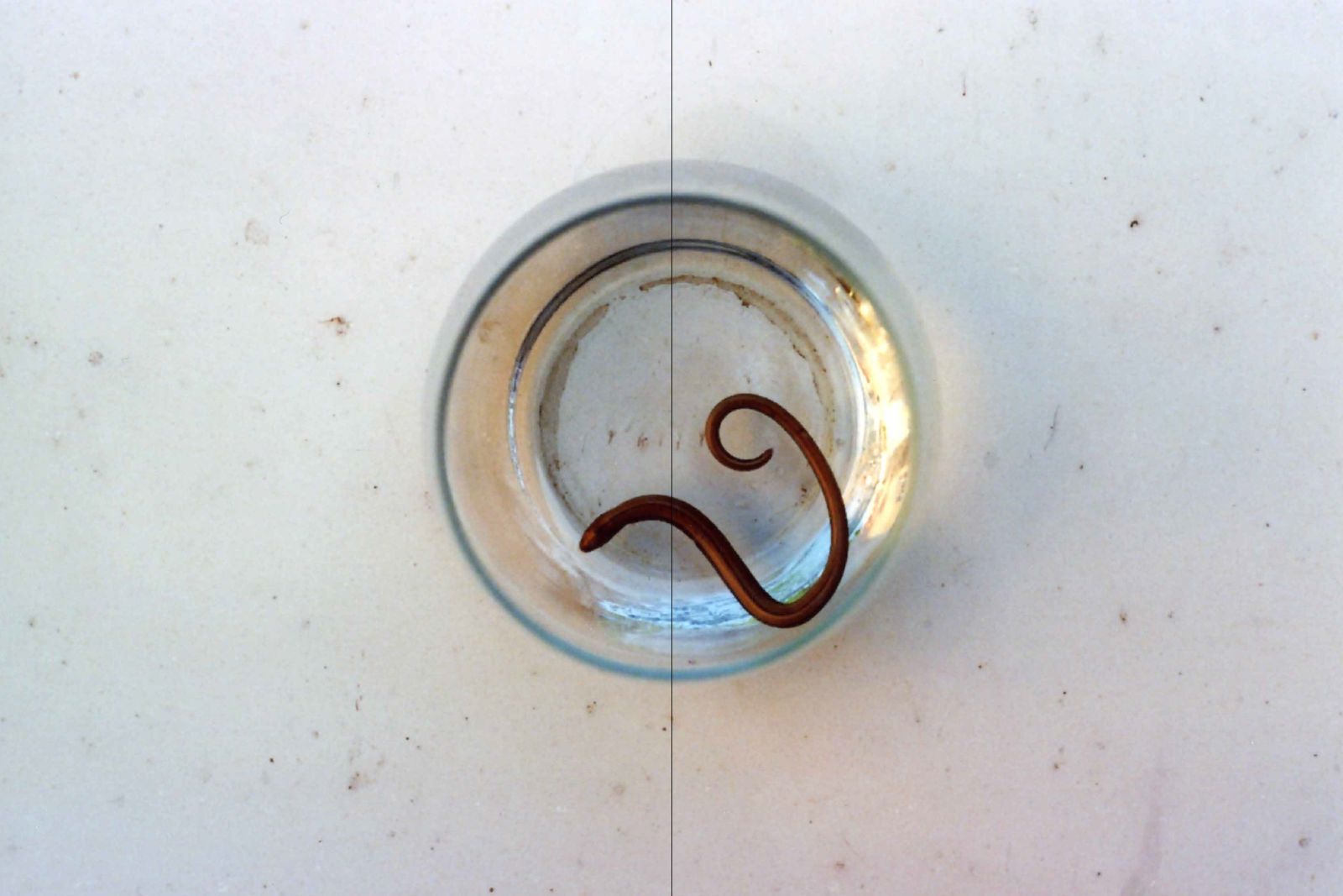 © Carlotta Guerra - Image from the Like we could almost live forever photography project