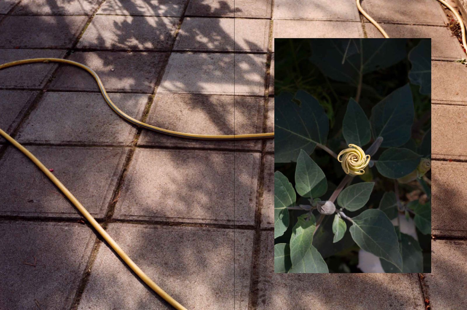 © Carlotta Guerra - Image from the Like we could almost live forever photography project